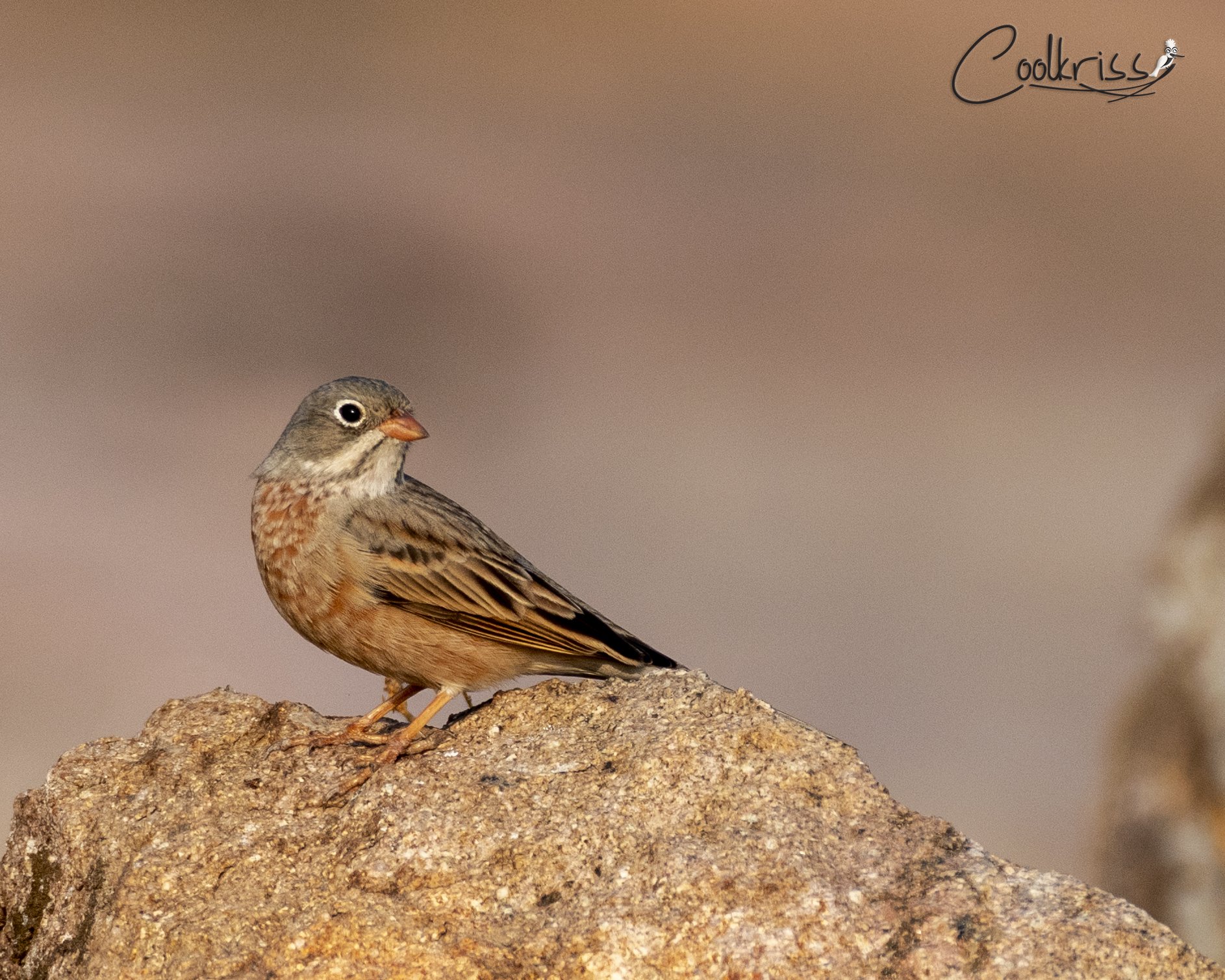 Gray necked bunting