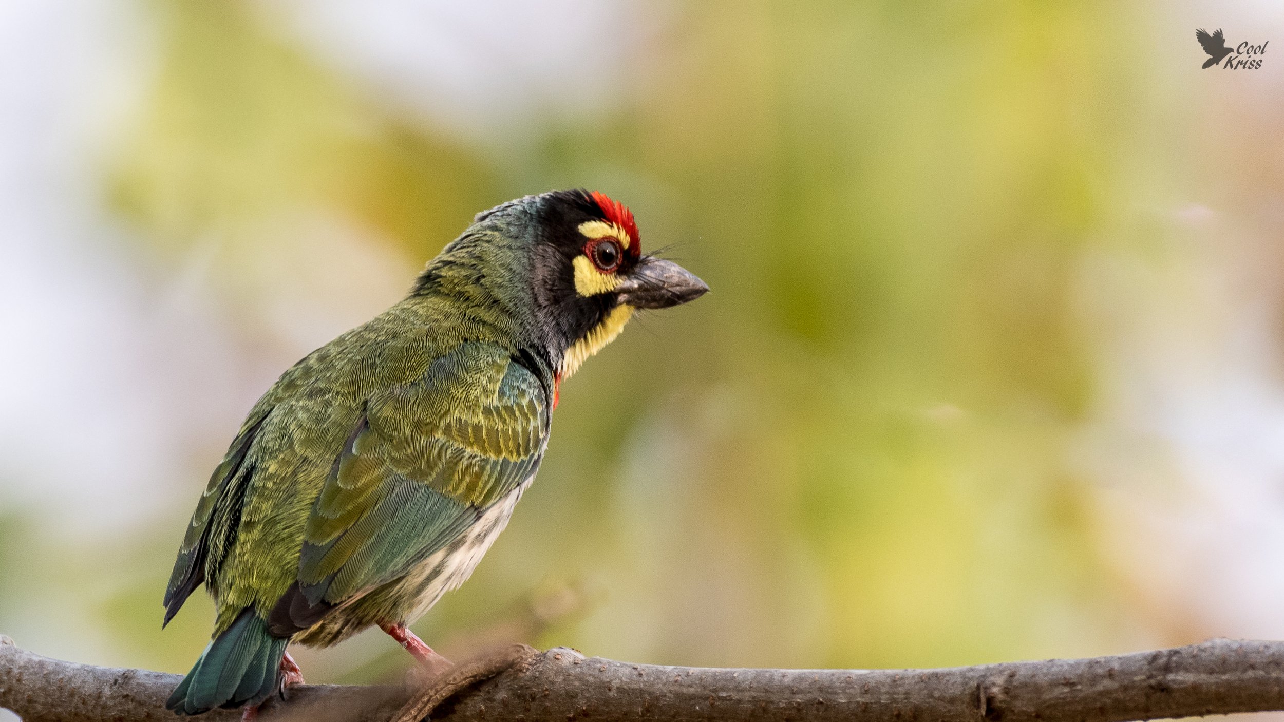 Coppersmith Barbet
