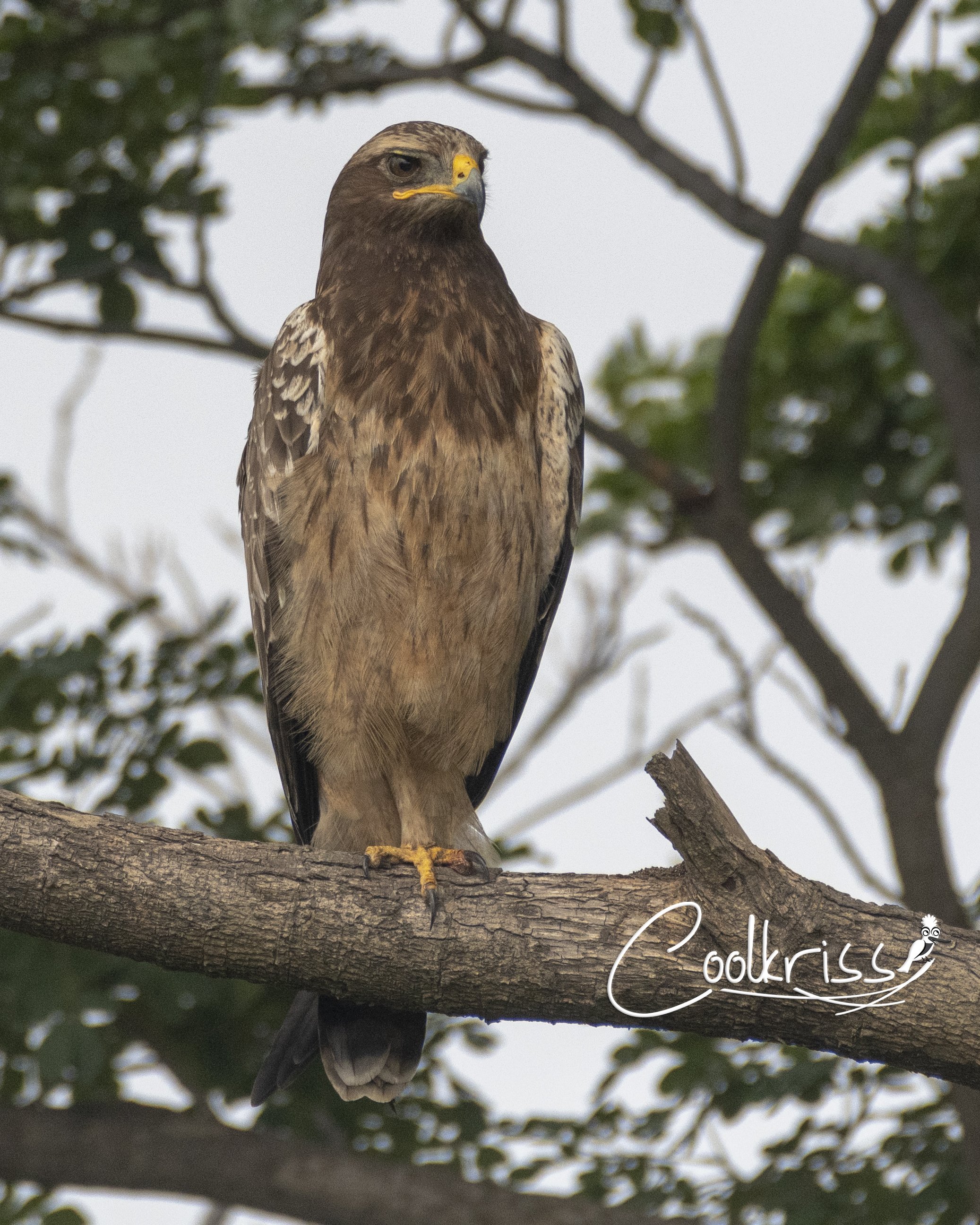 Greater Spotted Eagle