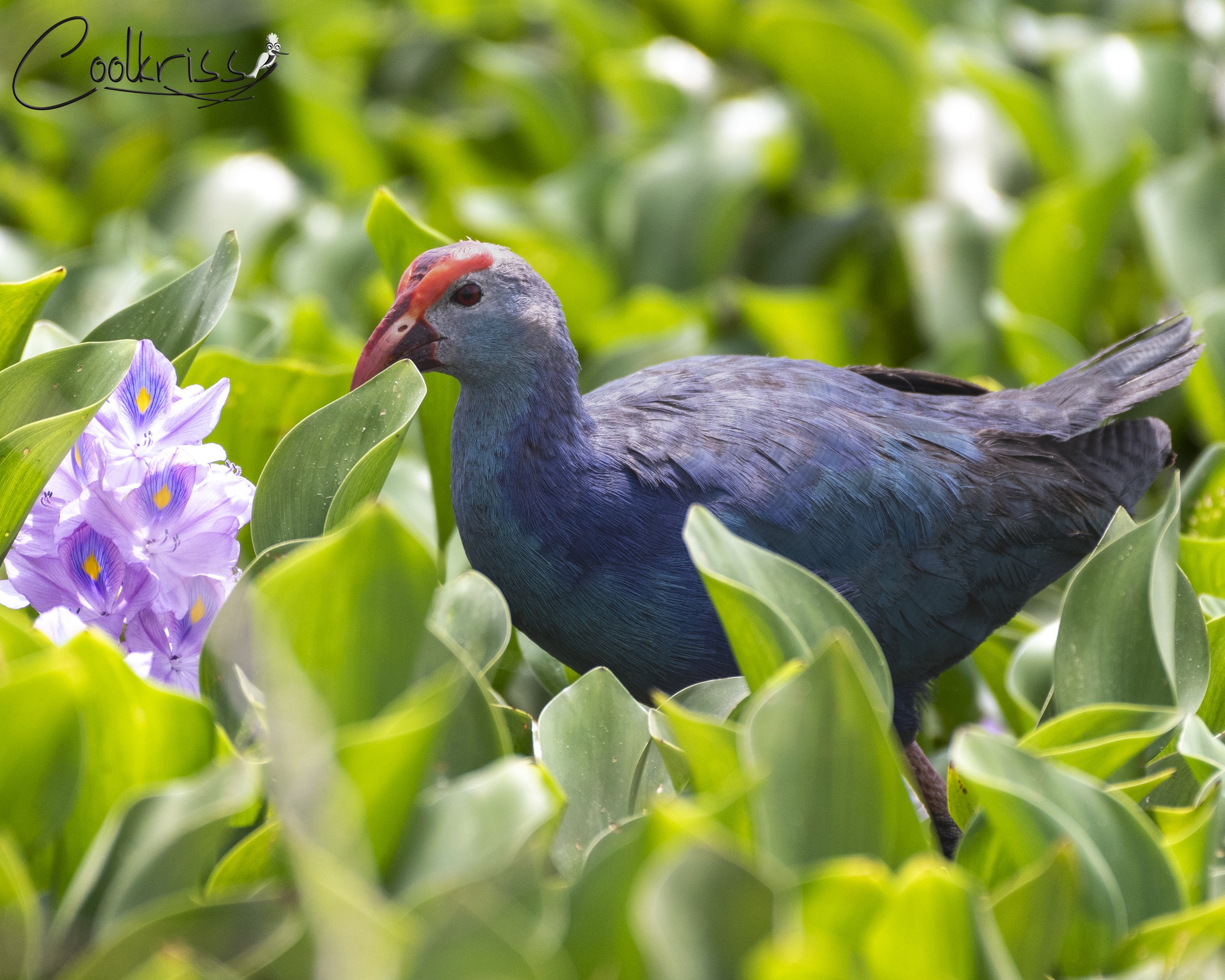 Grey-headed Swamphen