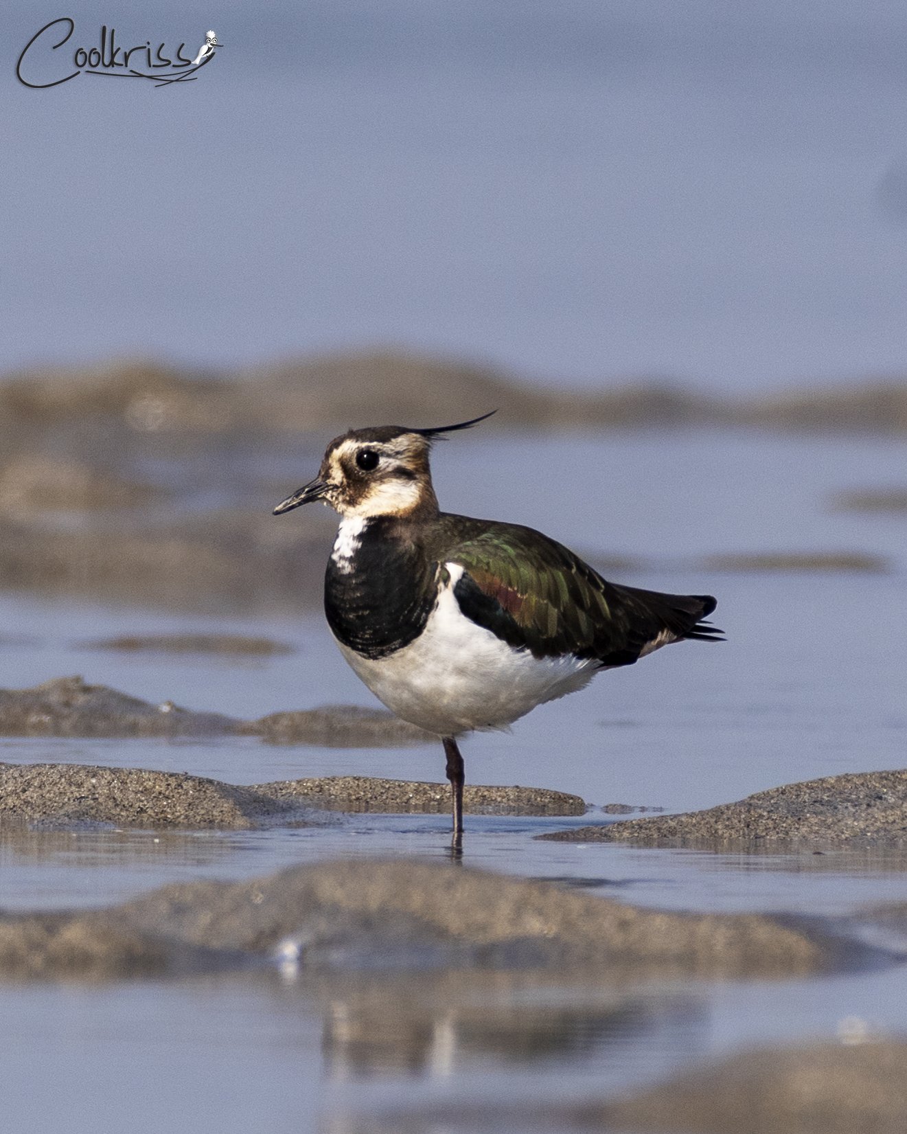 Northern Lapwing