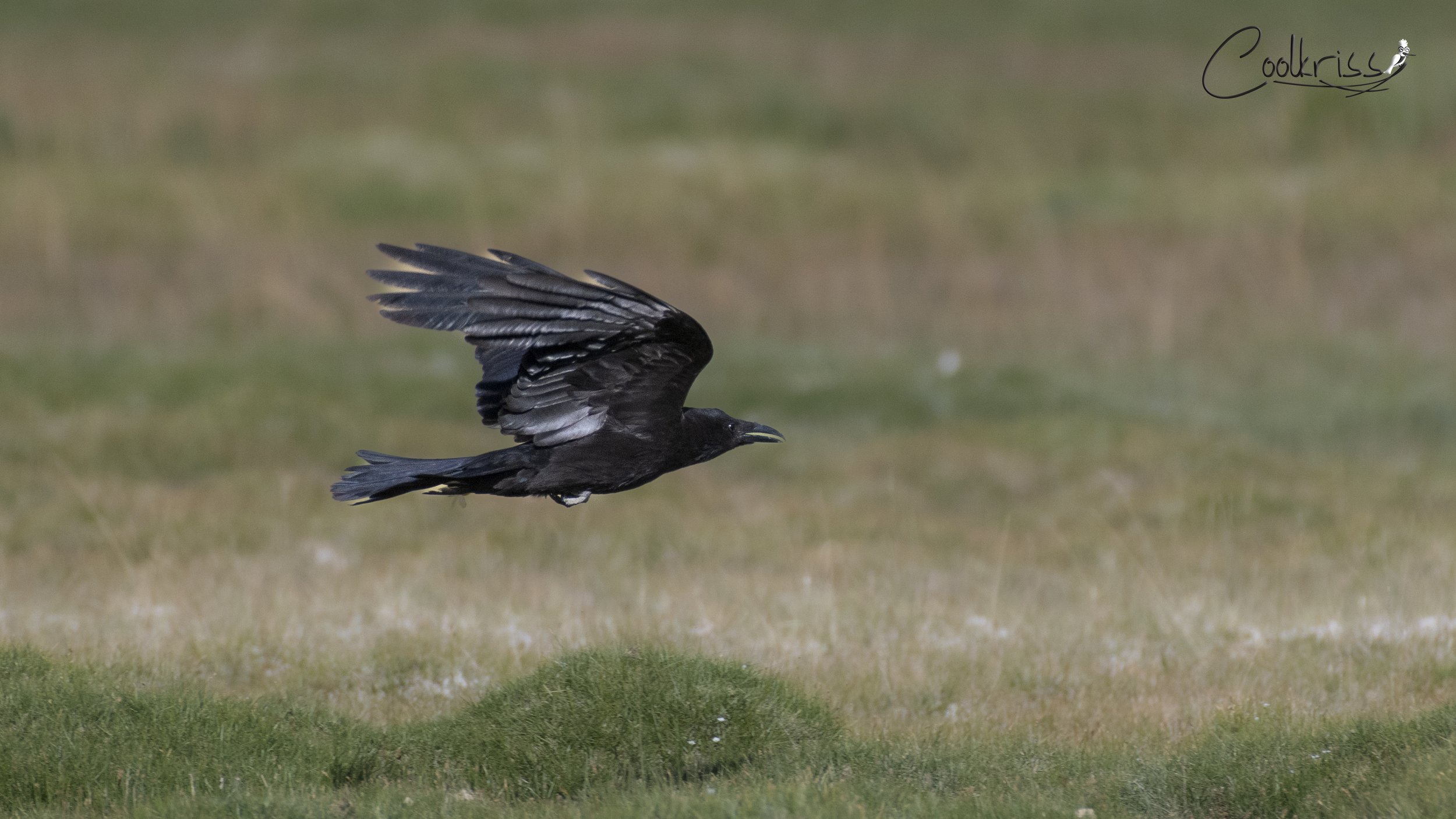 Carrion crow