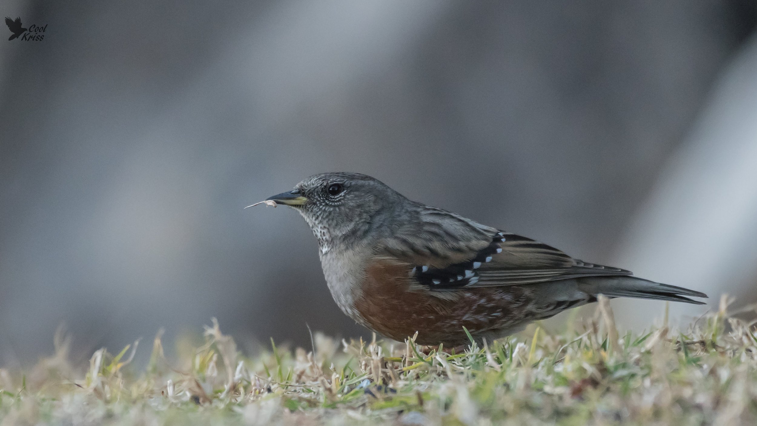 Alpine Accentor