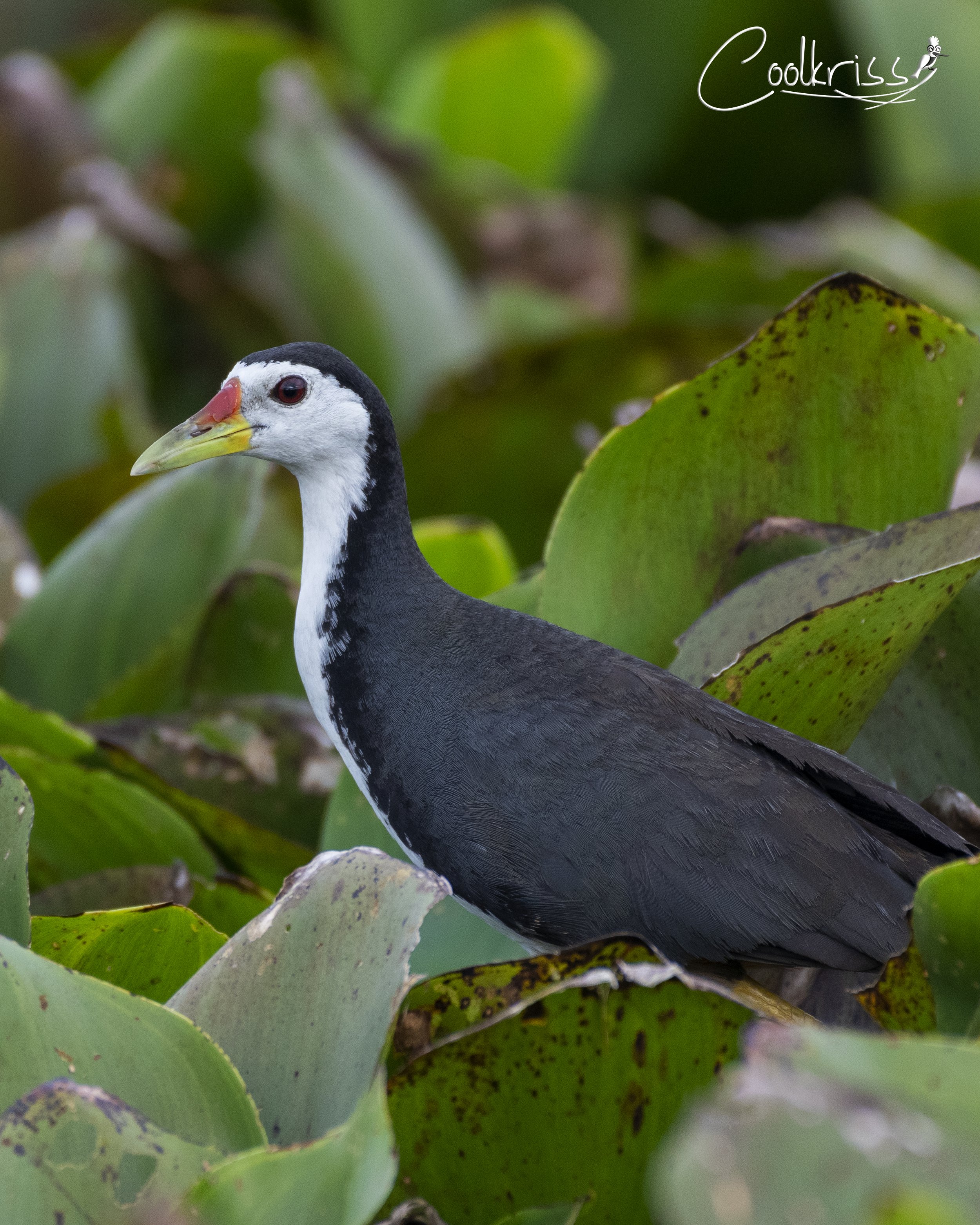 White-breasted waterhen