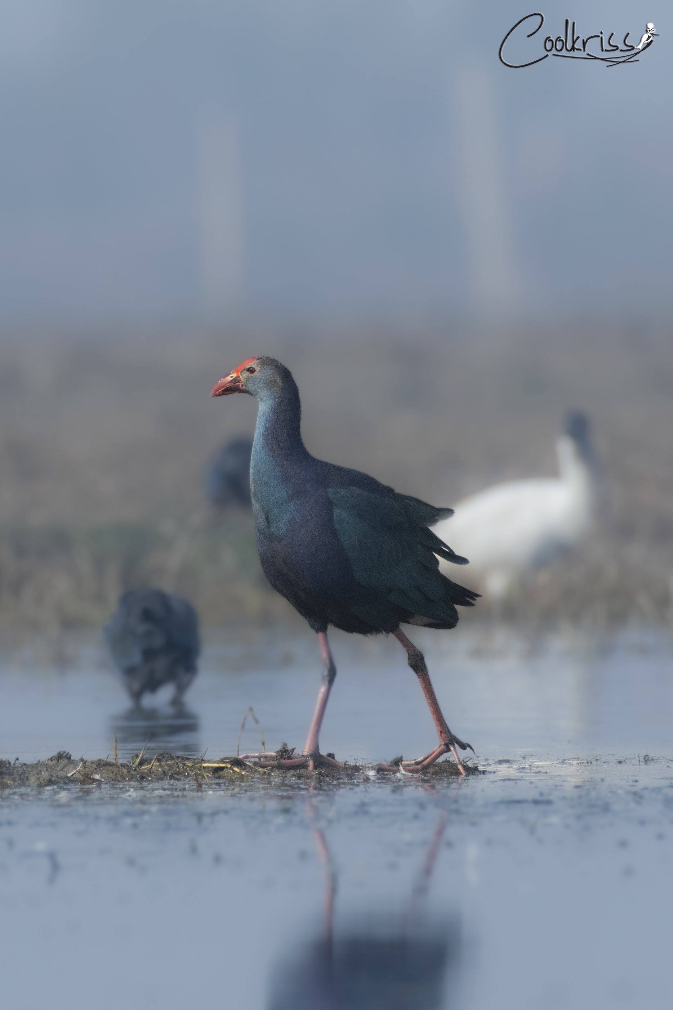 Grey-headed swamphen