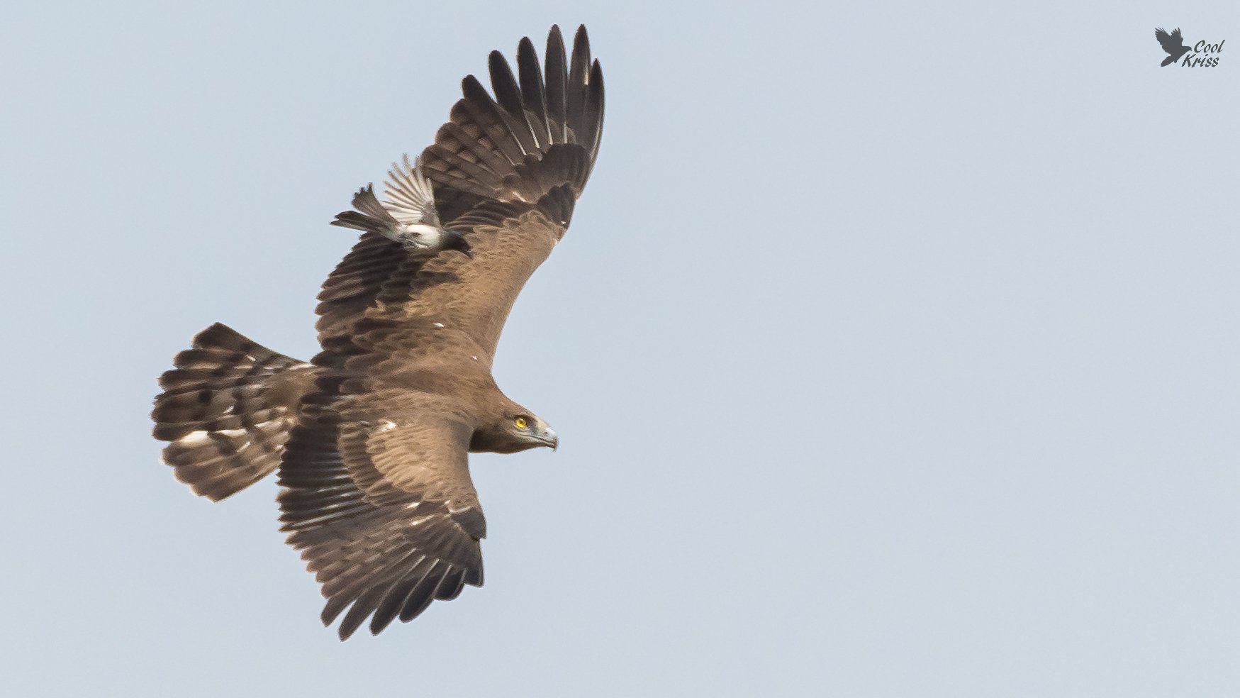 Short-toed Snake-Eagle