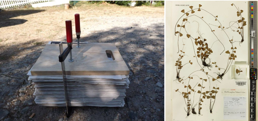 During an audit in Humpata, Angola, material labelled as Santalum (sandalwood) turned out to be Brachylaena huillensis (muhuhu wood from East Africa).