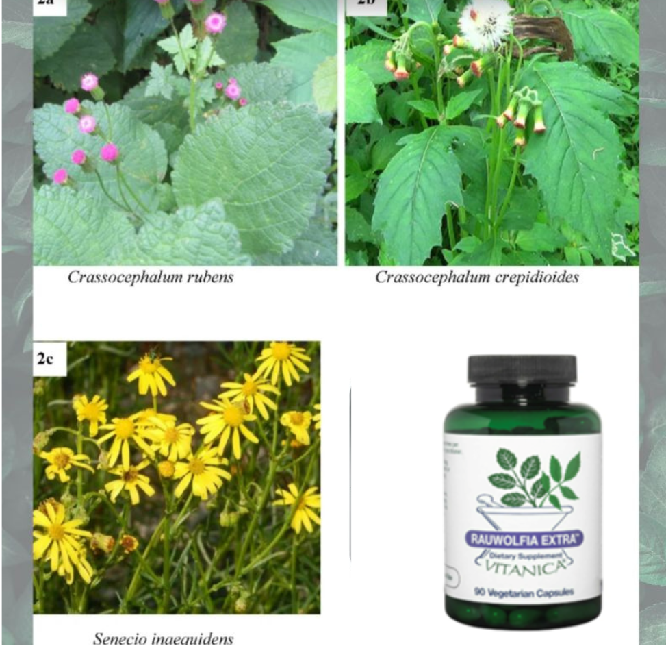 Pyrrolizidine alkaloids contamination in plant extracts? Why sorting matters