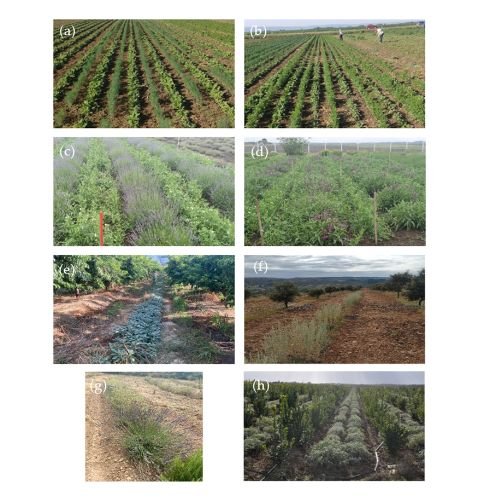 Intercropping Medicinal and Aromatic Plants with Other Crops: Insights from a Review of Sustainable Farming Practices