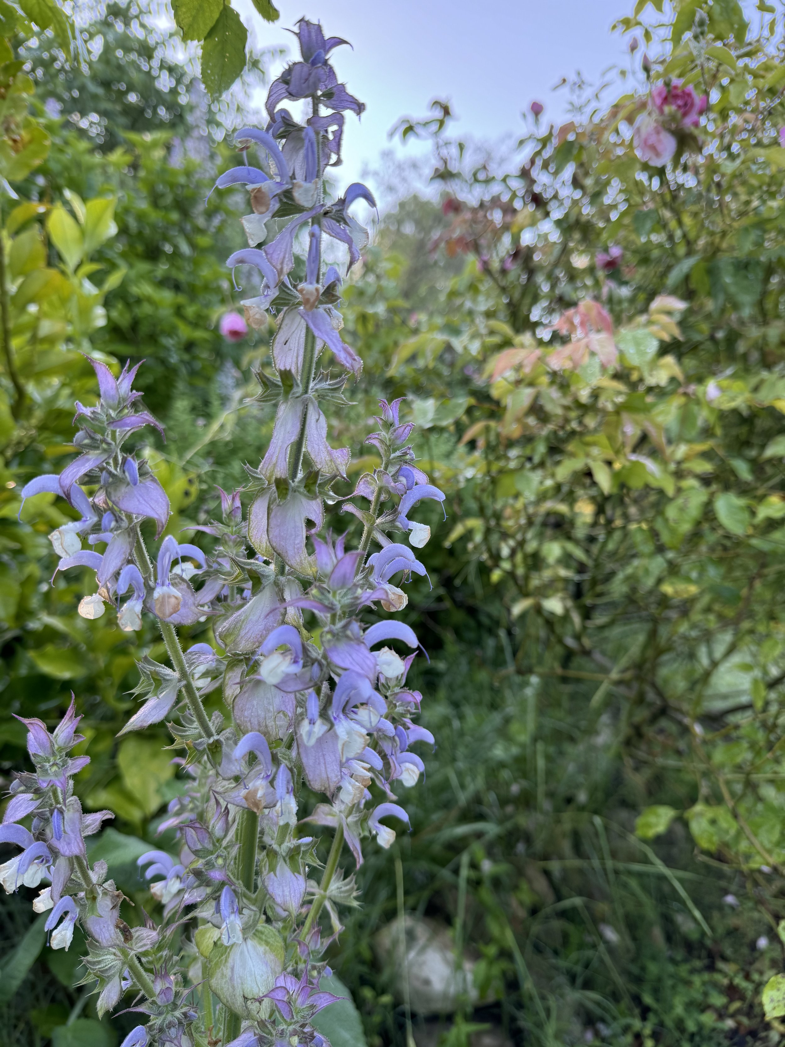 IMG_1317.jpeg