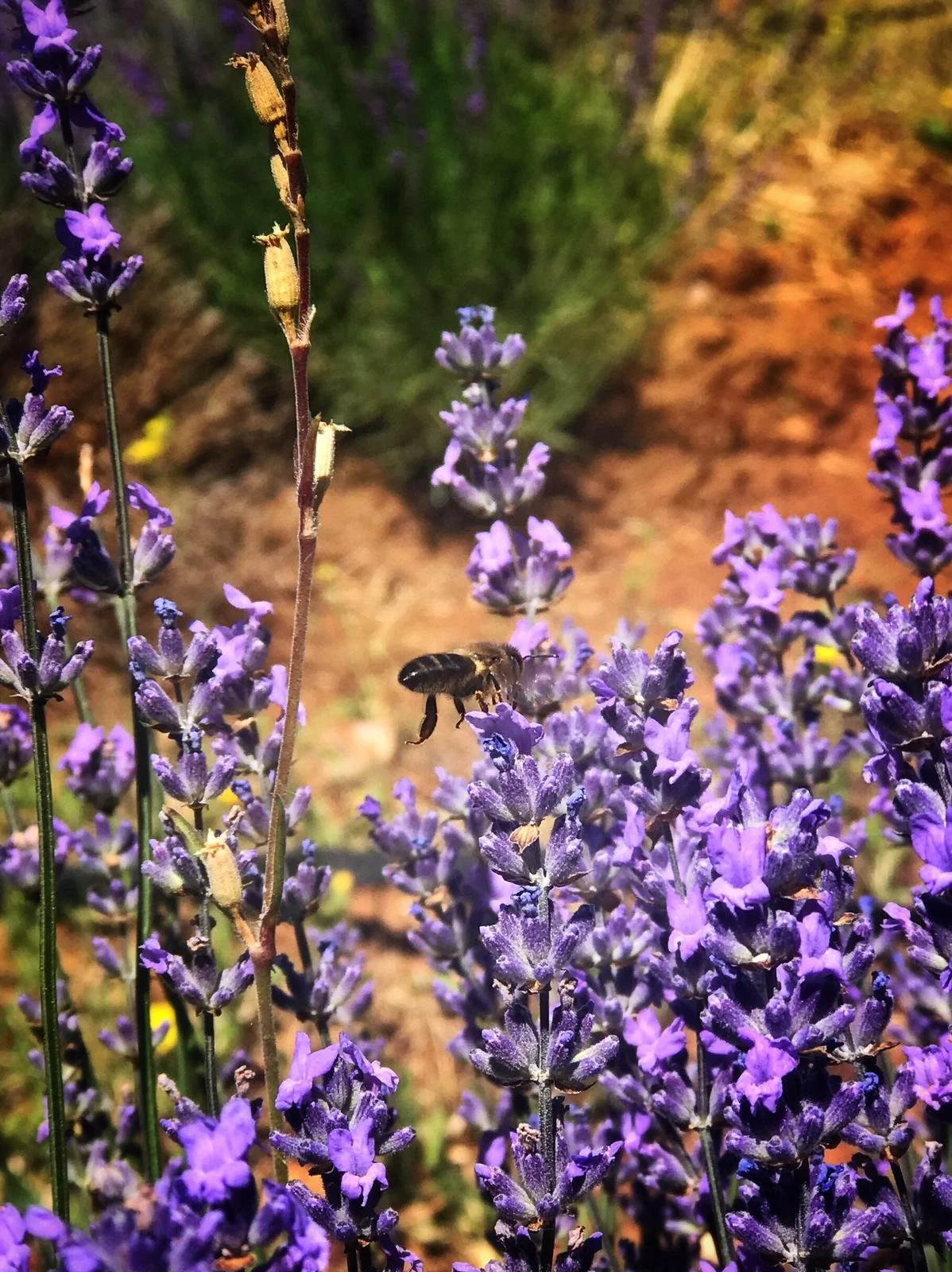 IMG-20190617-WA0018 copia.jpg