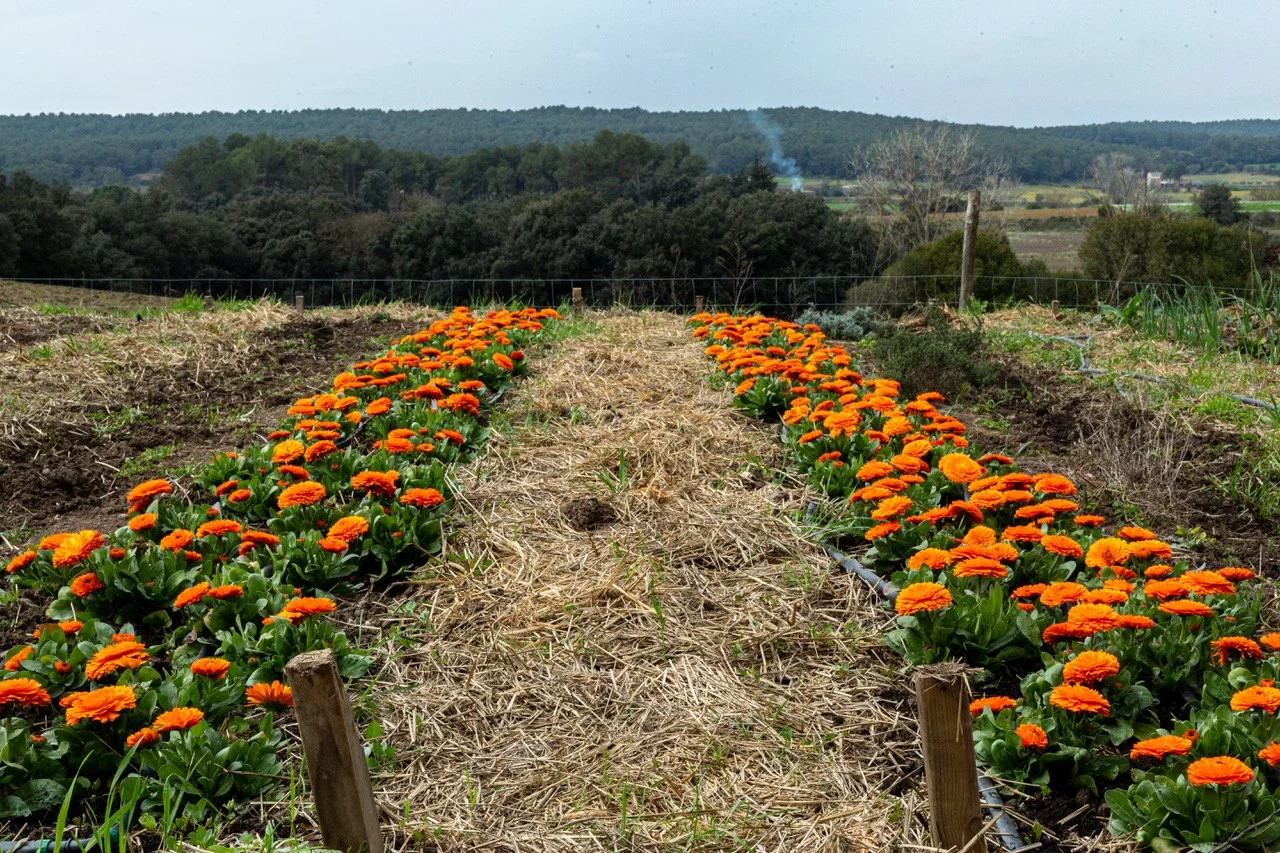 Juego De Filtros Para Fuente De Agua De Gato: 4 Piezas Con Carbón Activado  Y Resina, image size:1280x853