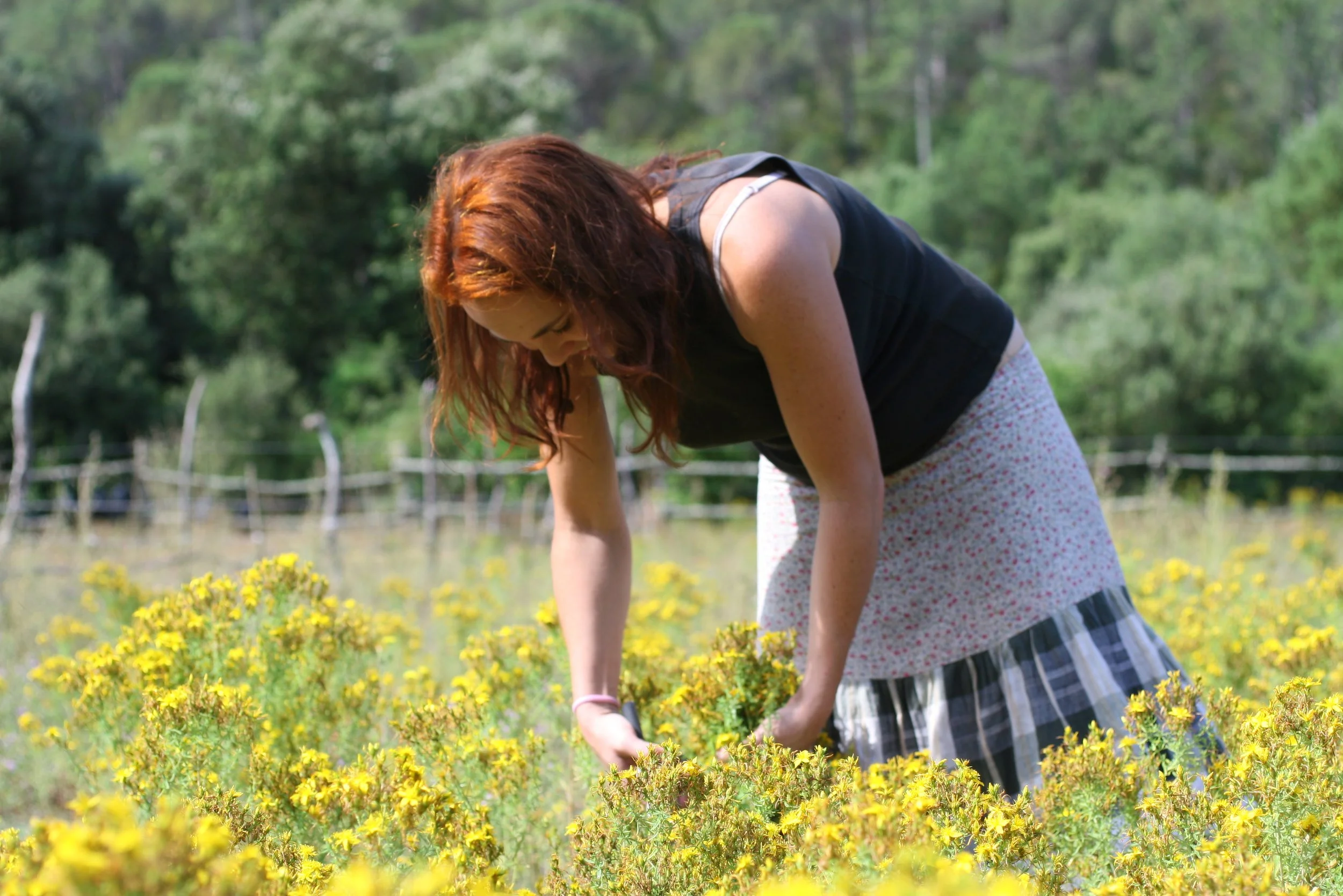  Recolectando hipérico en nuestros campos 