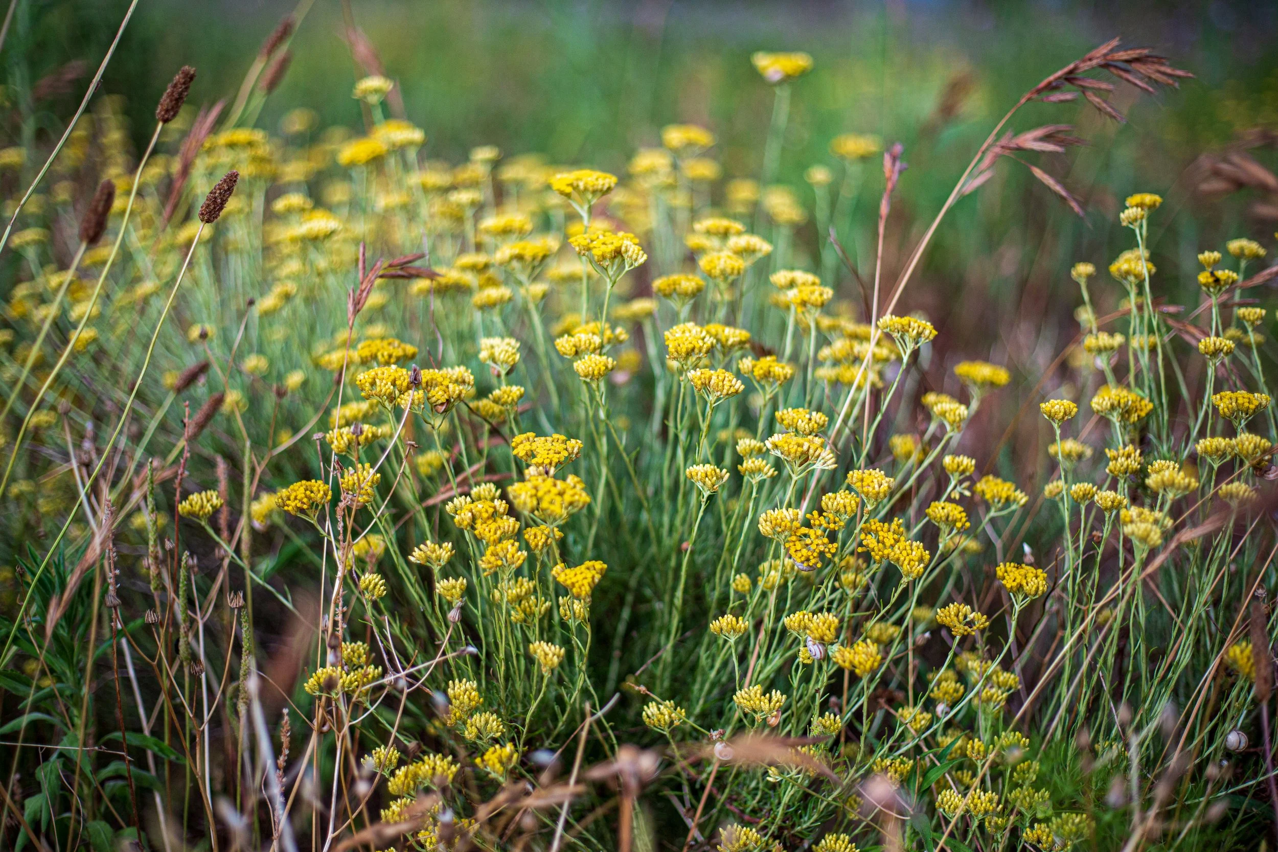 HELICRISO FLOR 4.jpg