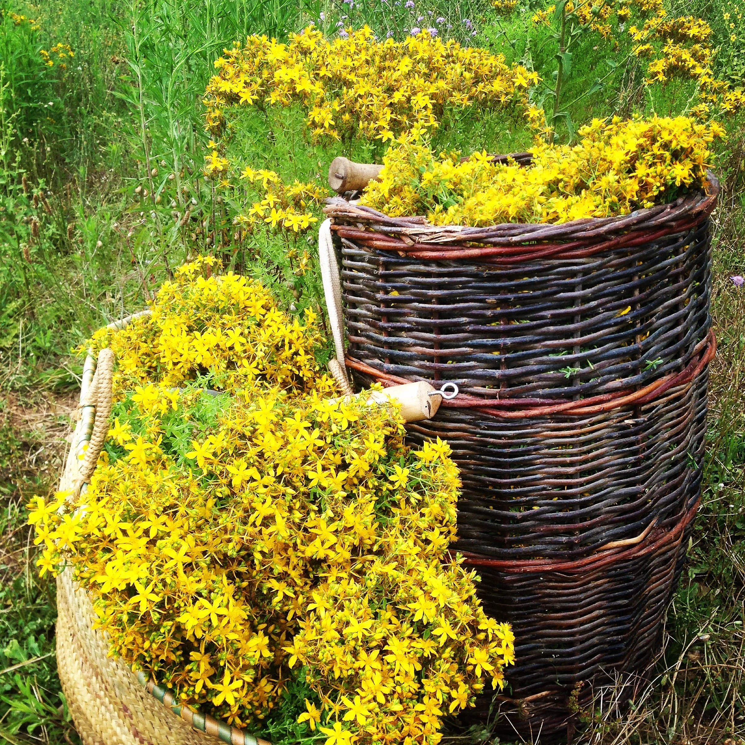 hiperico cosecha.jpg