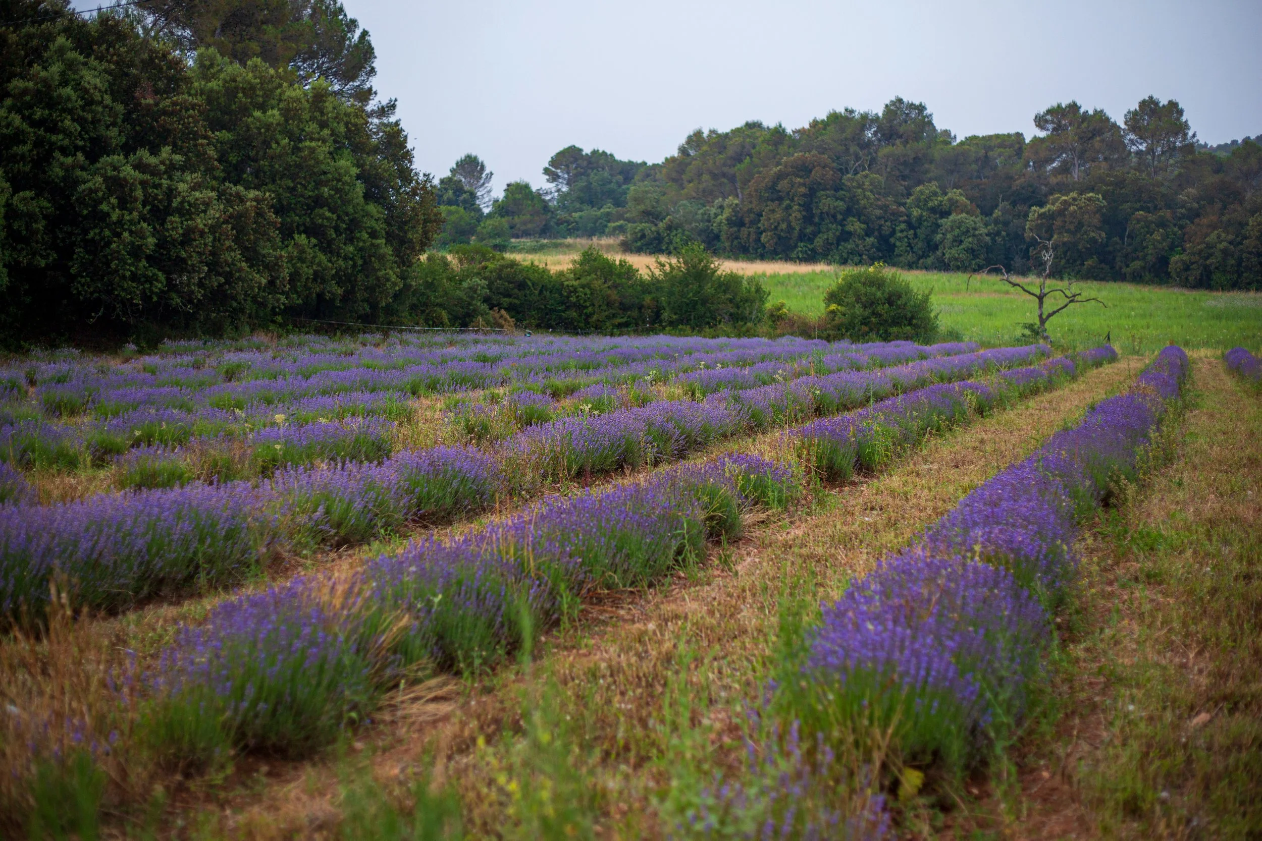 Lavanda