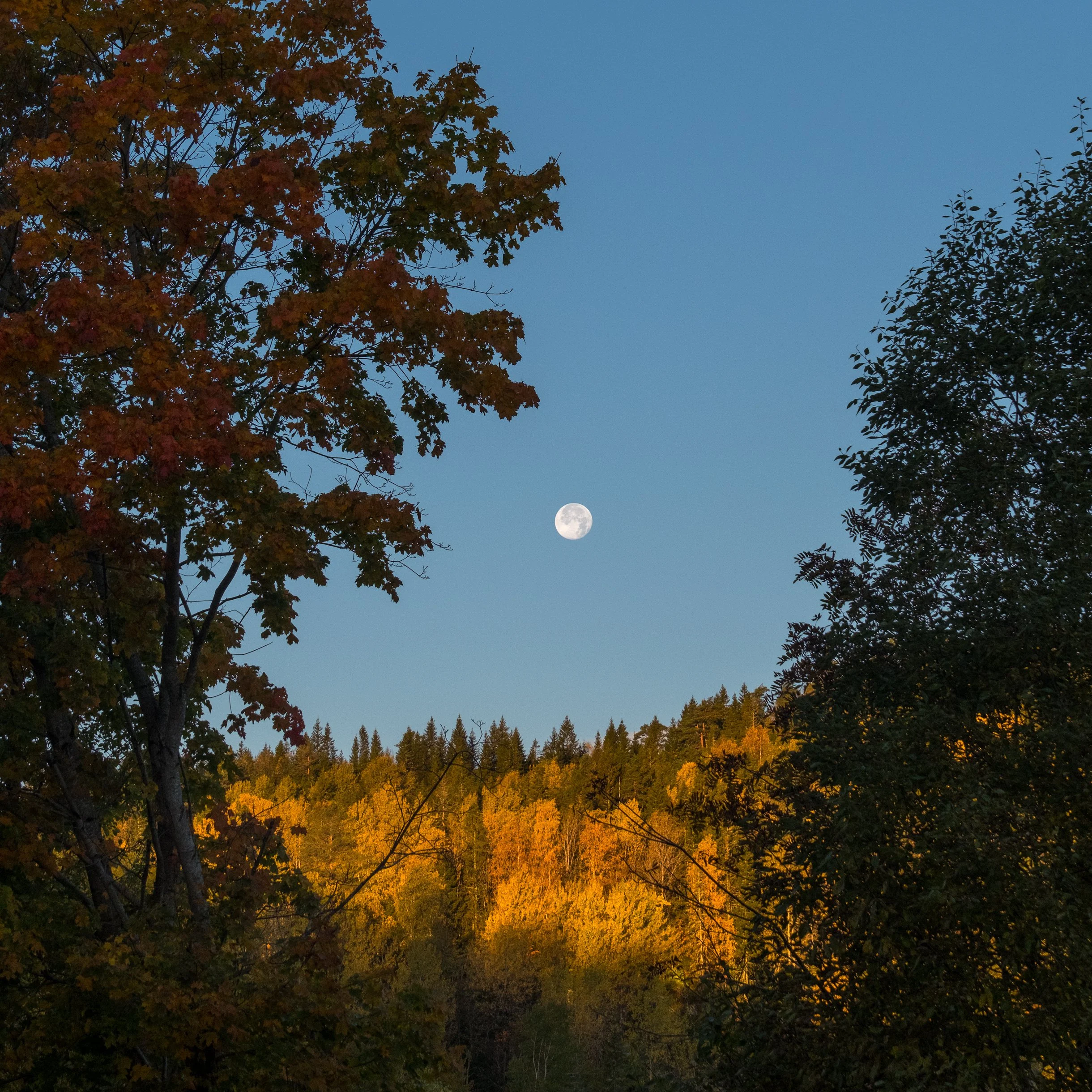MåneSiljanHøstDSCF9322-Edit.jpg