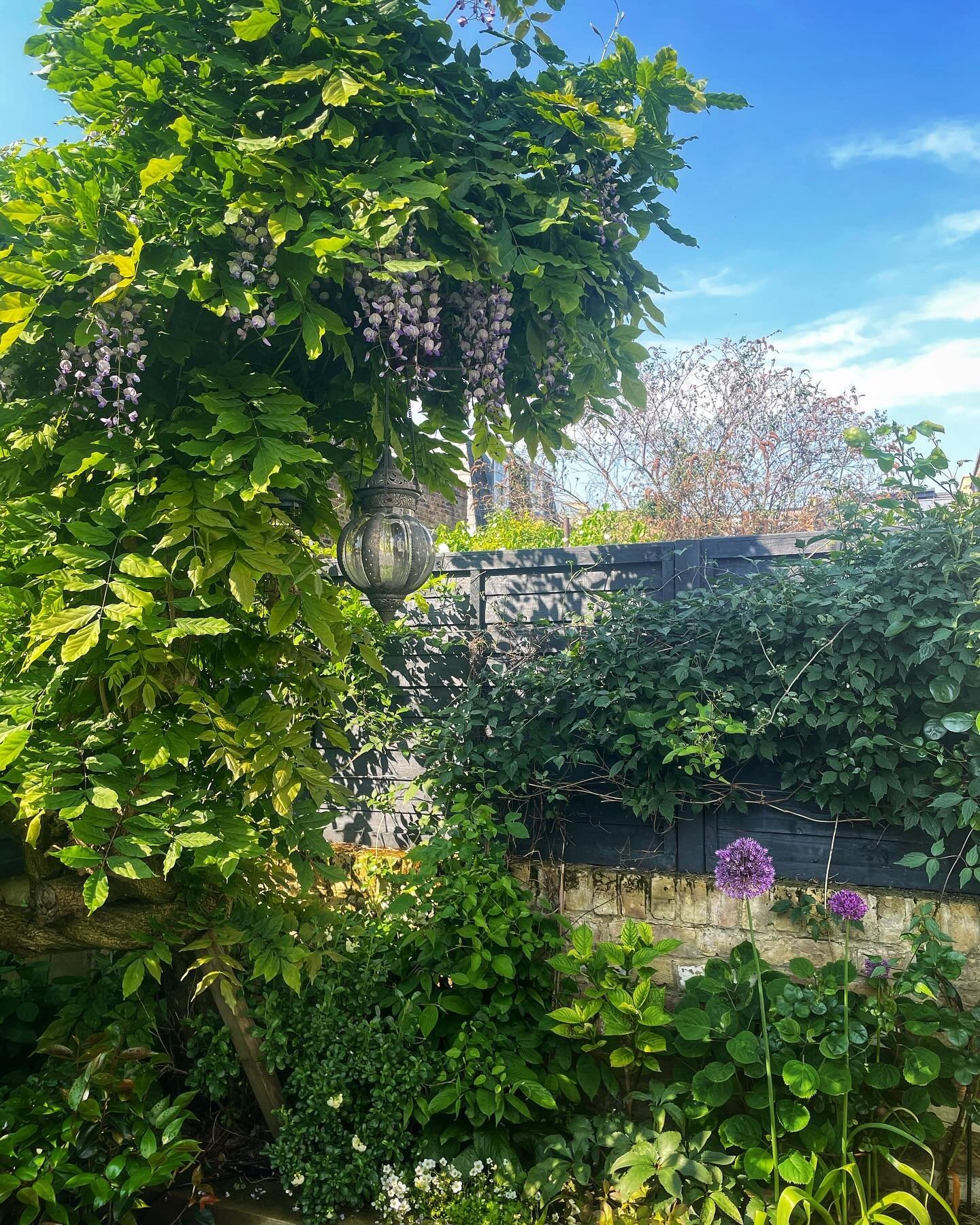 The garden is starting to perk up.  Wisteria flowering for the first time in two years after a rather too enthusiastic pruning last year.  My favourite time of the year 💜💜 

&bull;&bull;&bull;&bull;&bull;&bull;&bull;&bull;&bull;&bull;&bull;&bull;&b