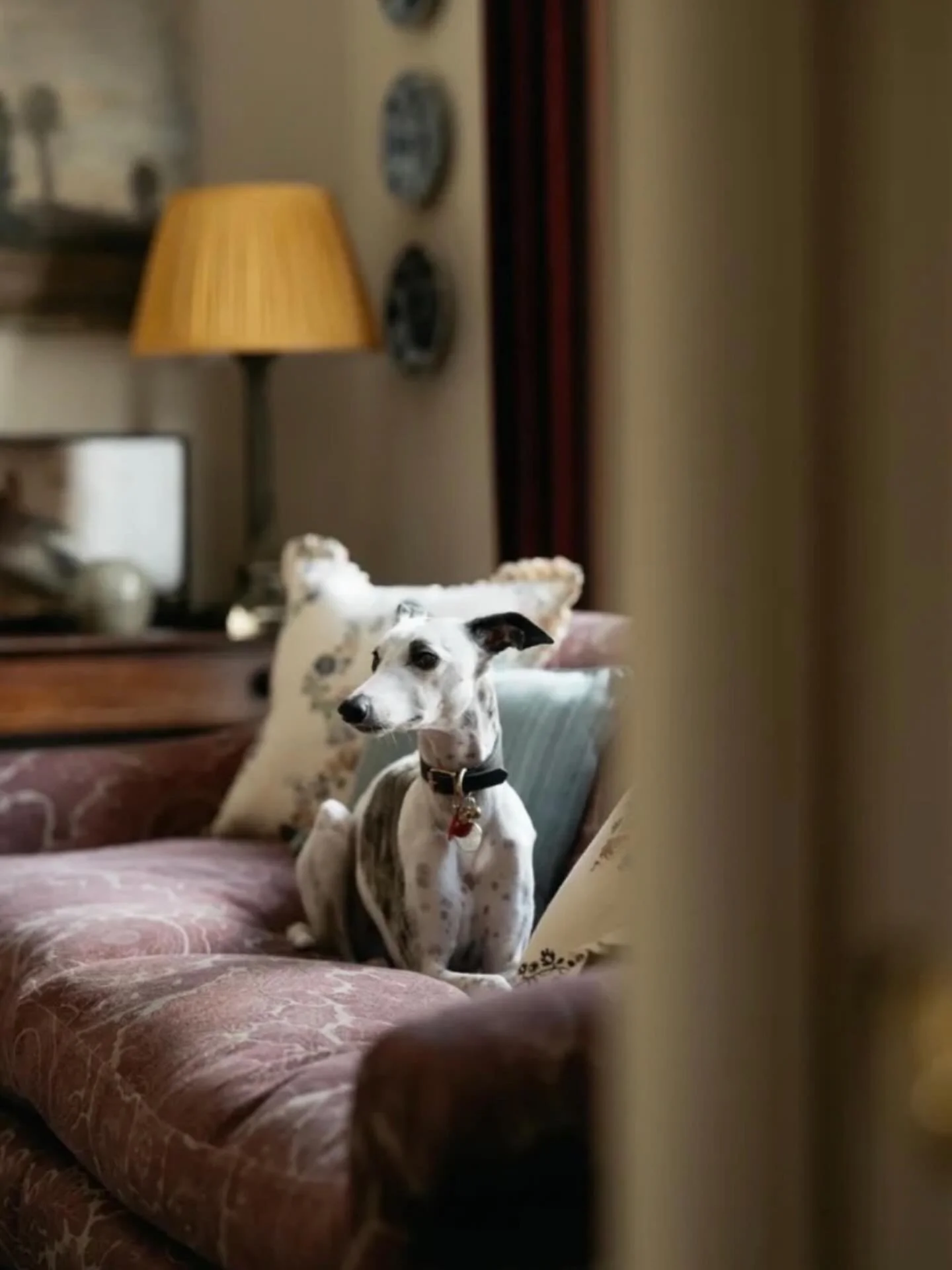 Happy Birthday Pig 💘
8 today - she is my little shadow and I wouldn&rsquo;t have it any other way💘

📷 @mark_anthony_fox for @houseandgardenuk a few years ago now

#whippet #happybirthday #dogsofinstagram