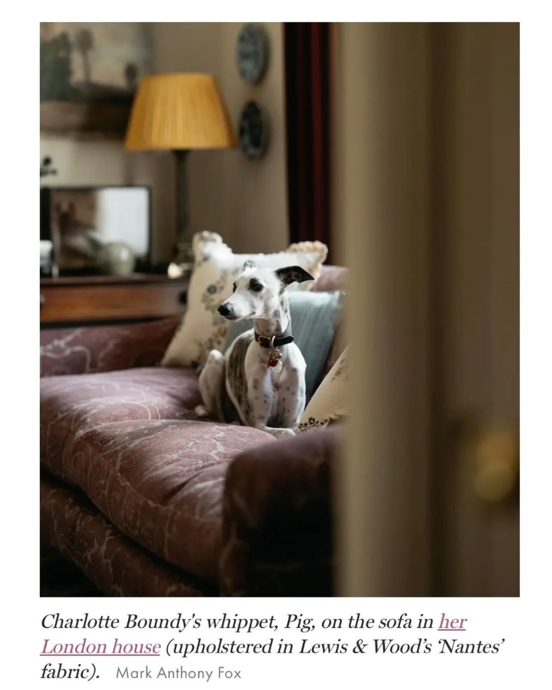 Thank you @ginnyemily for making Pig a cover star today on the @houseandgardenuk newsletter. 

She is always to be found on a sofa or a bed, totally ignoring the three or four actual dog beds she has dotted around the house.  She is amongst very good