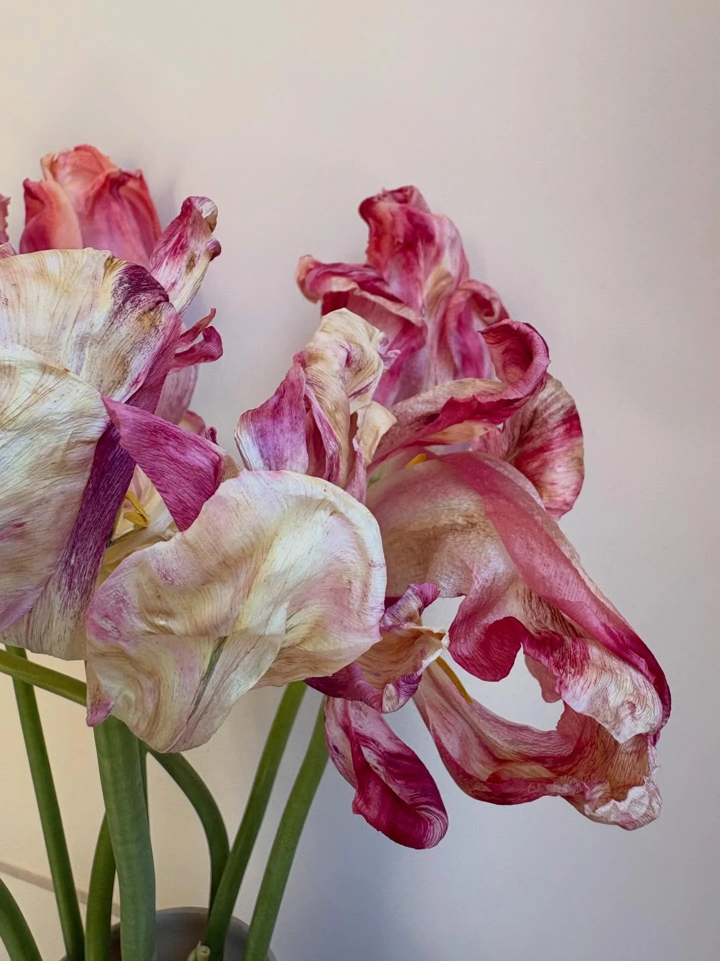 These tulips look perhaps even more beautiful at the very end of their lives.  The colours deepen, petals loosening and gently crumpling into something altogether more expressive. 

 #nofilter #tulips