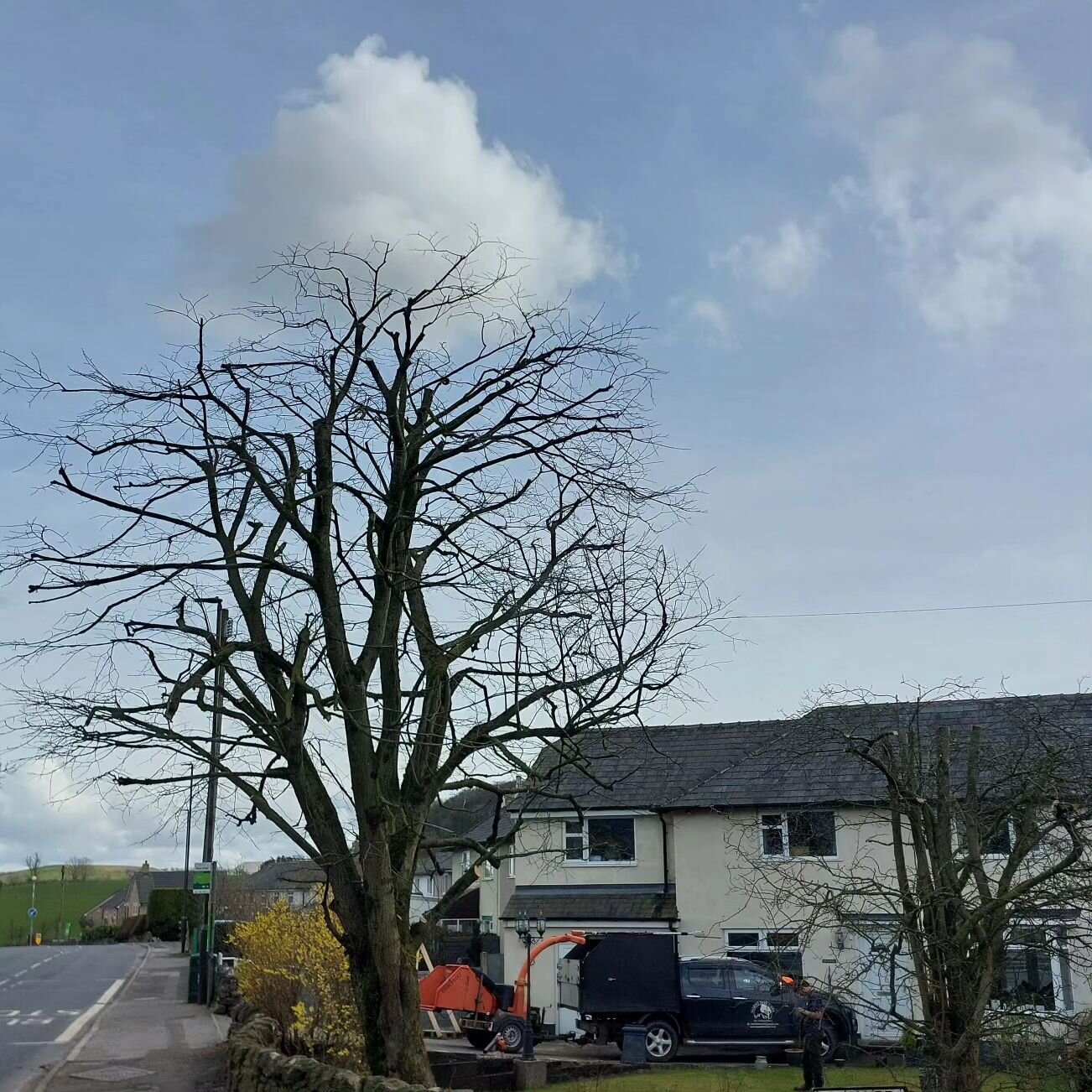Lime and Hawthorn reduced in Buxton. Swipe right for before. 👉 #treework #arboricultural #arborist #highpeak #Buxton #peakdistrict