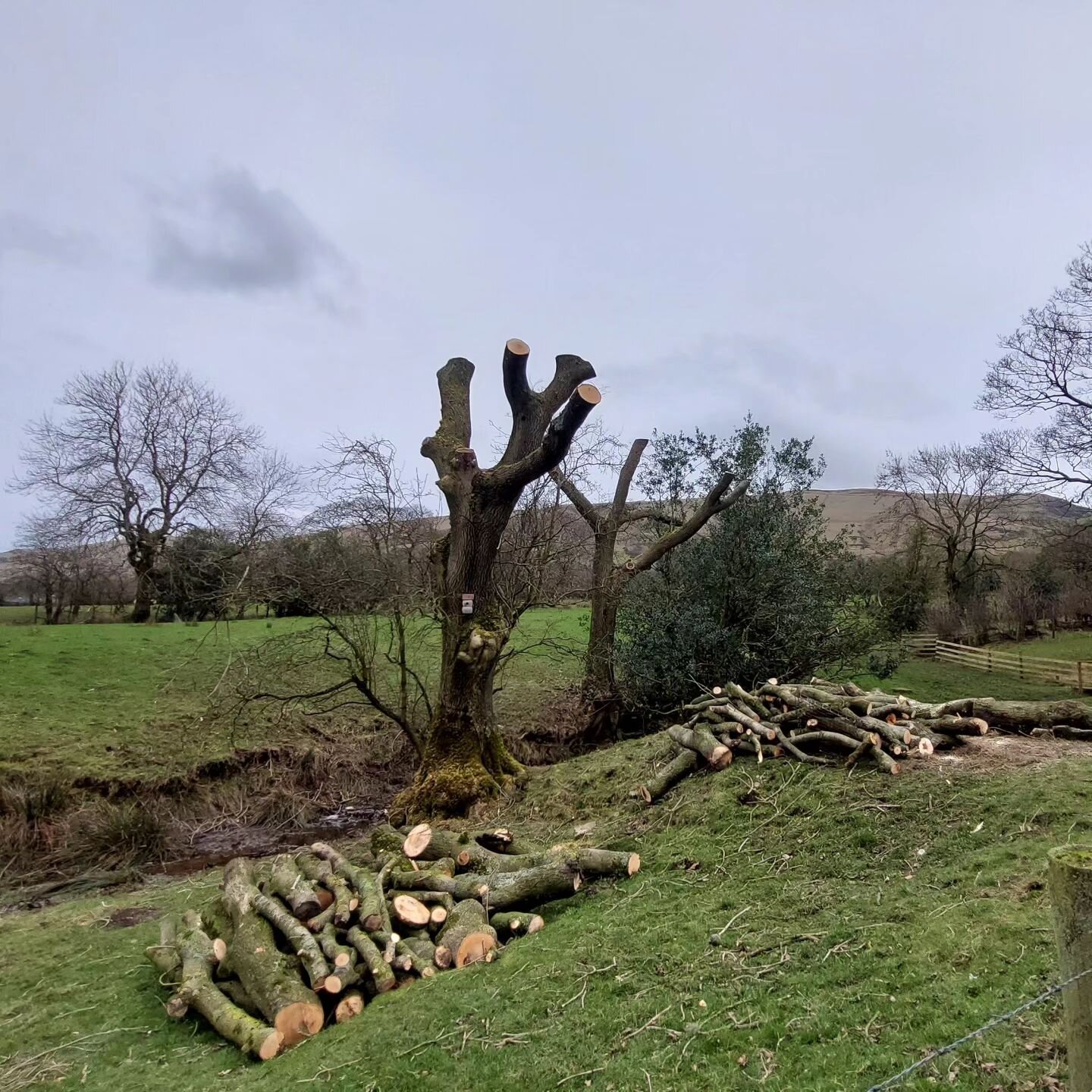 Couple more ADB pollards in Edale for @peakdistrictnt using the truck winch as the tractors not been delivered yet. #treework #ashdieback #arboricultural #arborist #peakdistrict #Edale #hopevalley #timber #winching