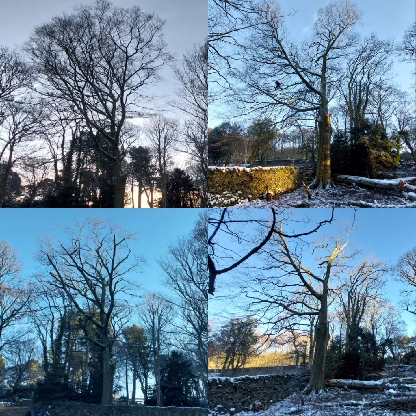 Lovely fresh day in the snow. Before and after, hard reduction on a mature Beech for the @peakdistrictnt after major failure in the winds before Christmas. #treework #stormpia #arboricultural #arborist #stormwork #wind #peakdistrict #nationaltrust #p