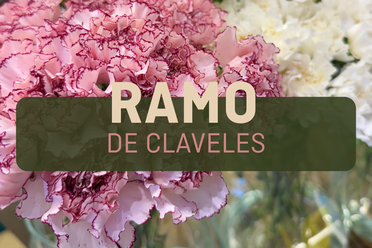 DESDE  20€.
Ramo de claveles frescos y coloridos, ideal para regalar o decorar con estilo.  Expresa amor, admiración o cariño con un ramo de claveles naturales. 