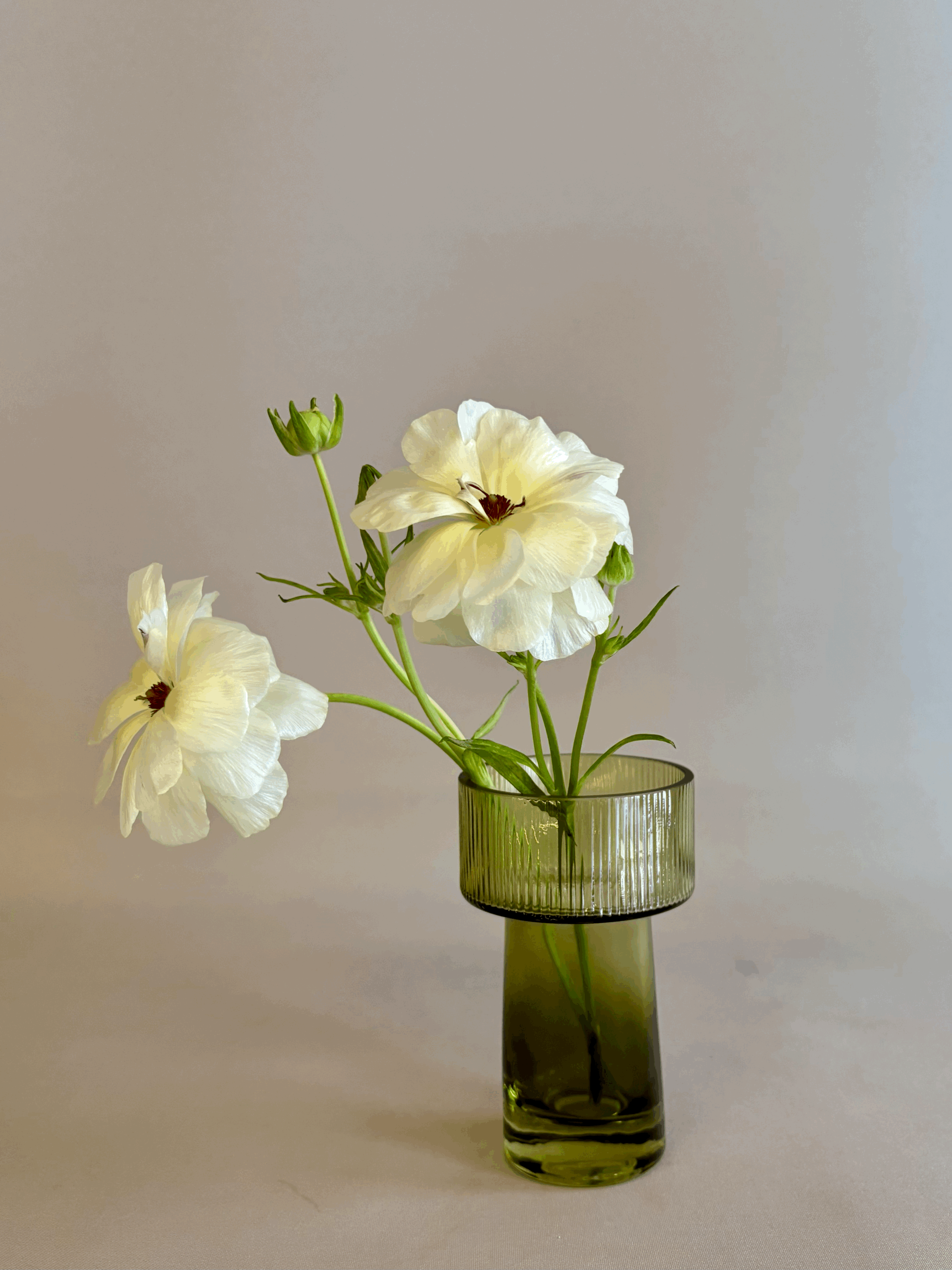 FLORERO MOA