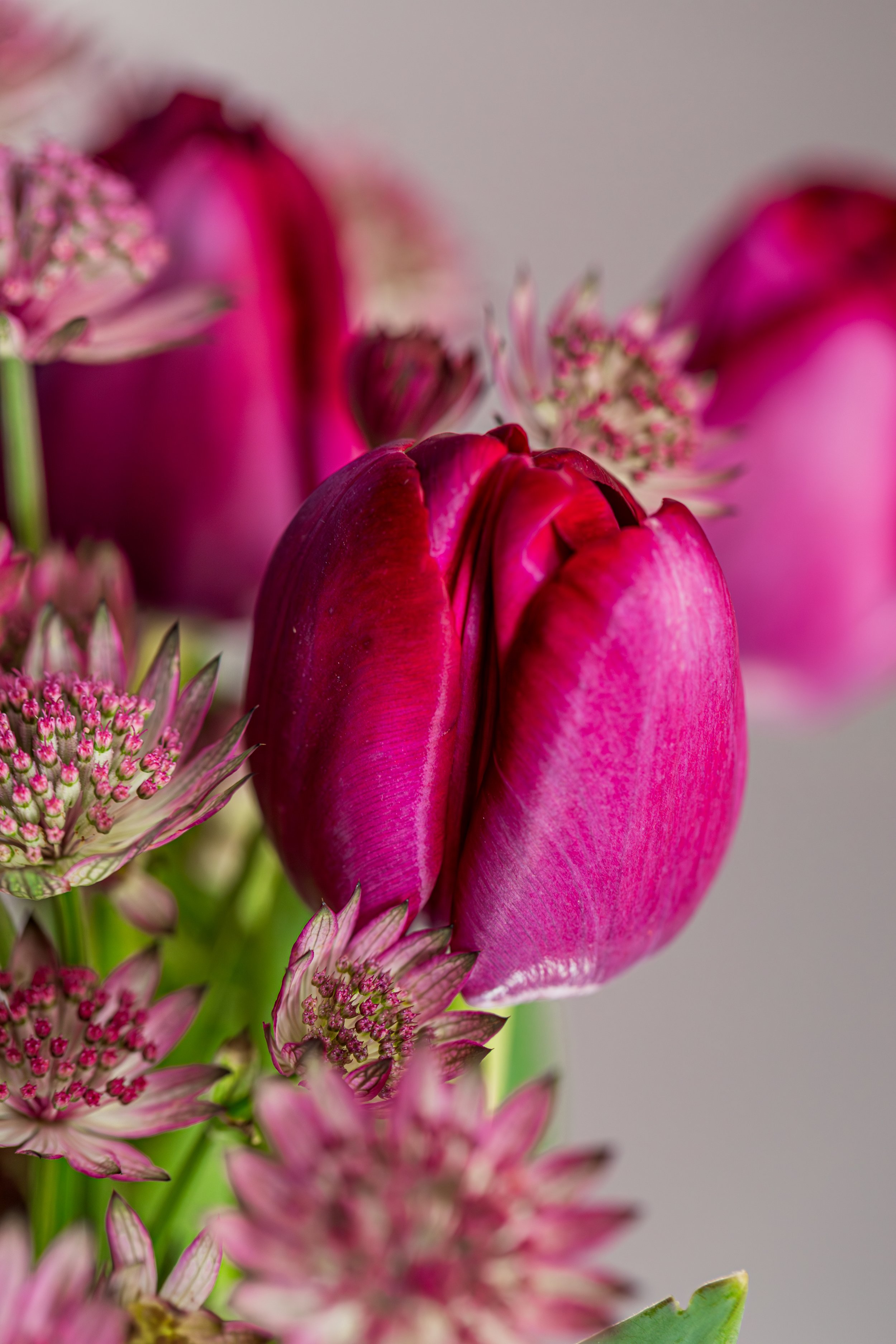 RAMO TULIPANES GRANATE-FUCSIA