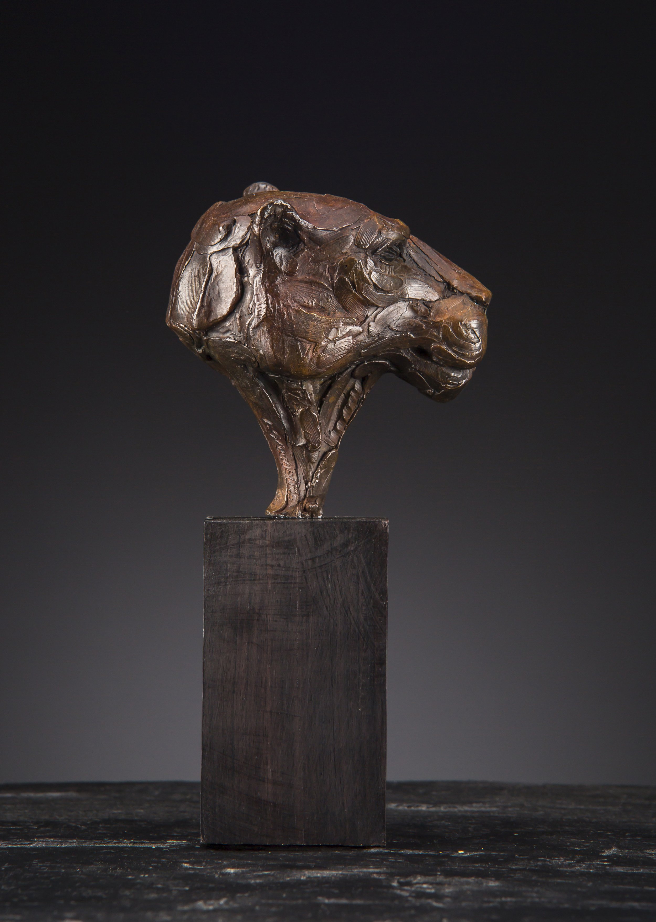 Leopard - Head Study > Find out more...