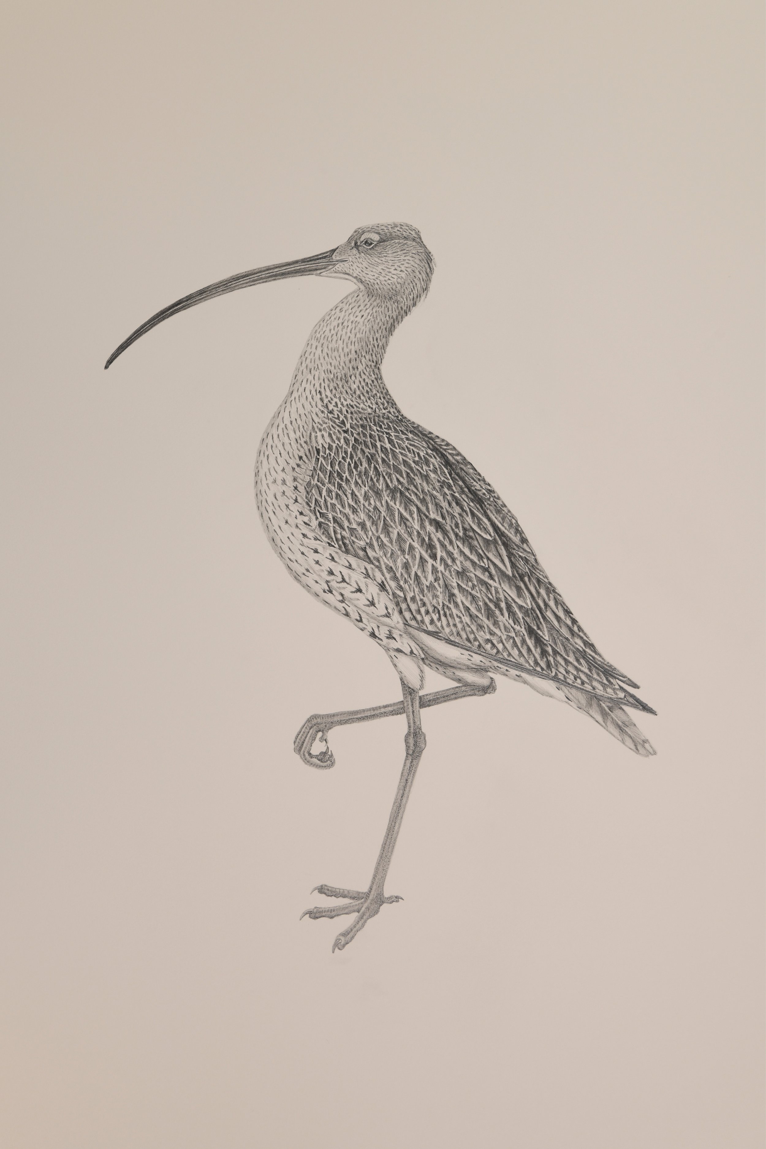Ian_Drawings for Web7.jpg