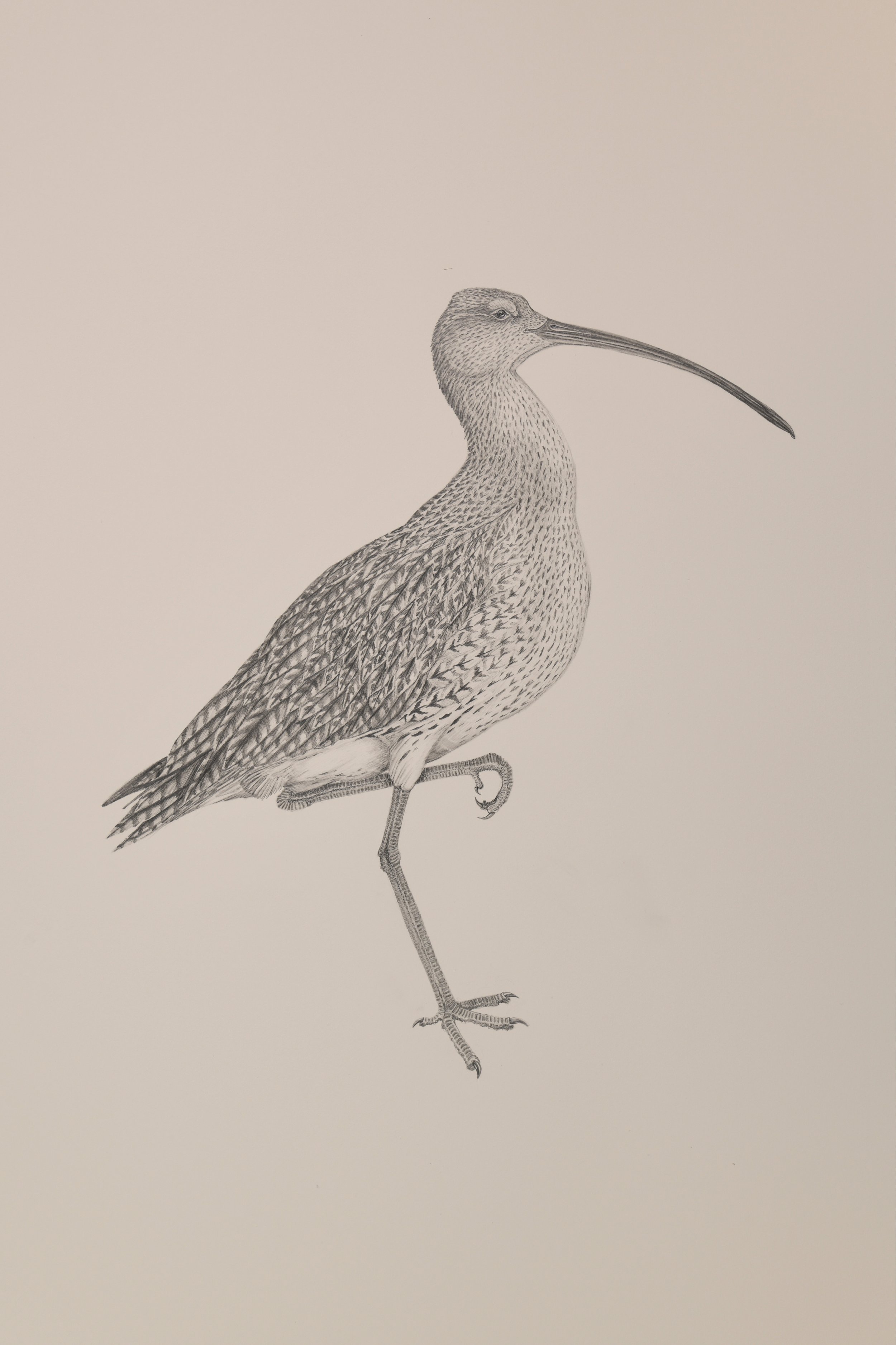 Ian_Drawings for Web6.jpg