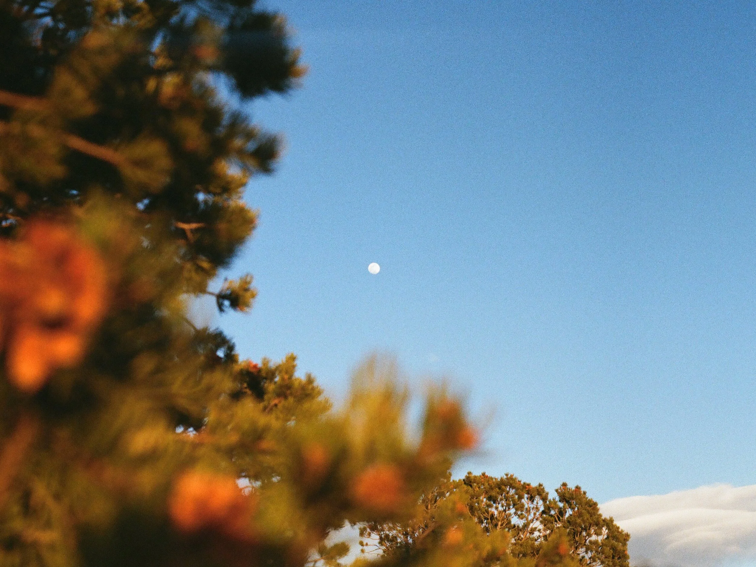 Moon by the Trees.jpg
