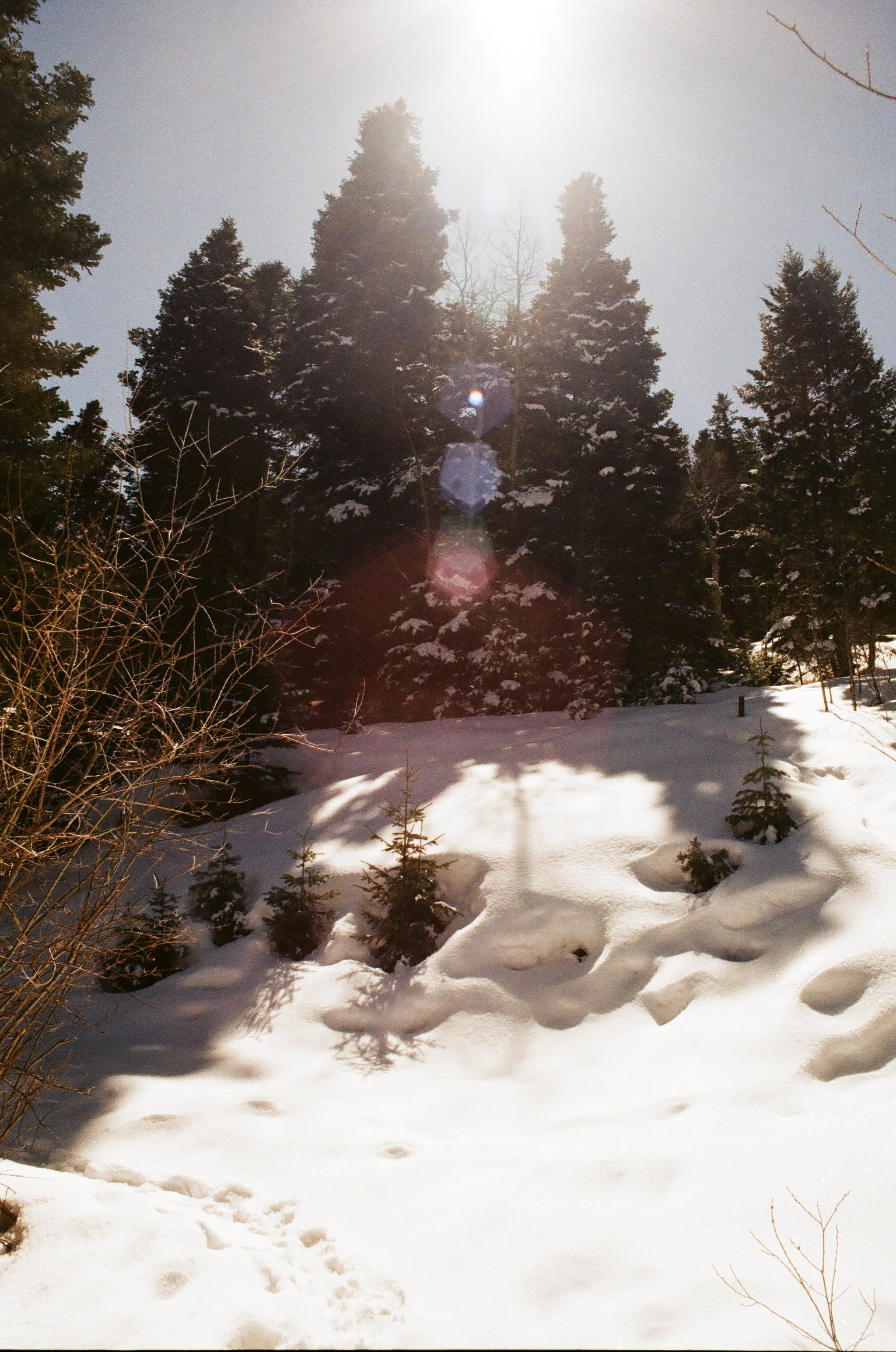 Snow Flare.jpg