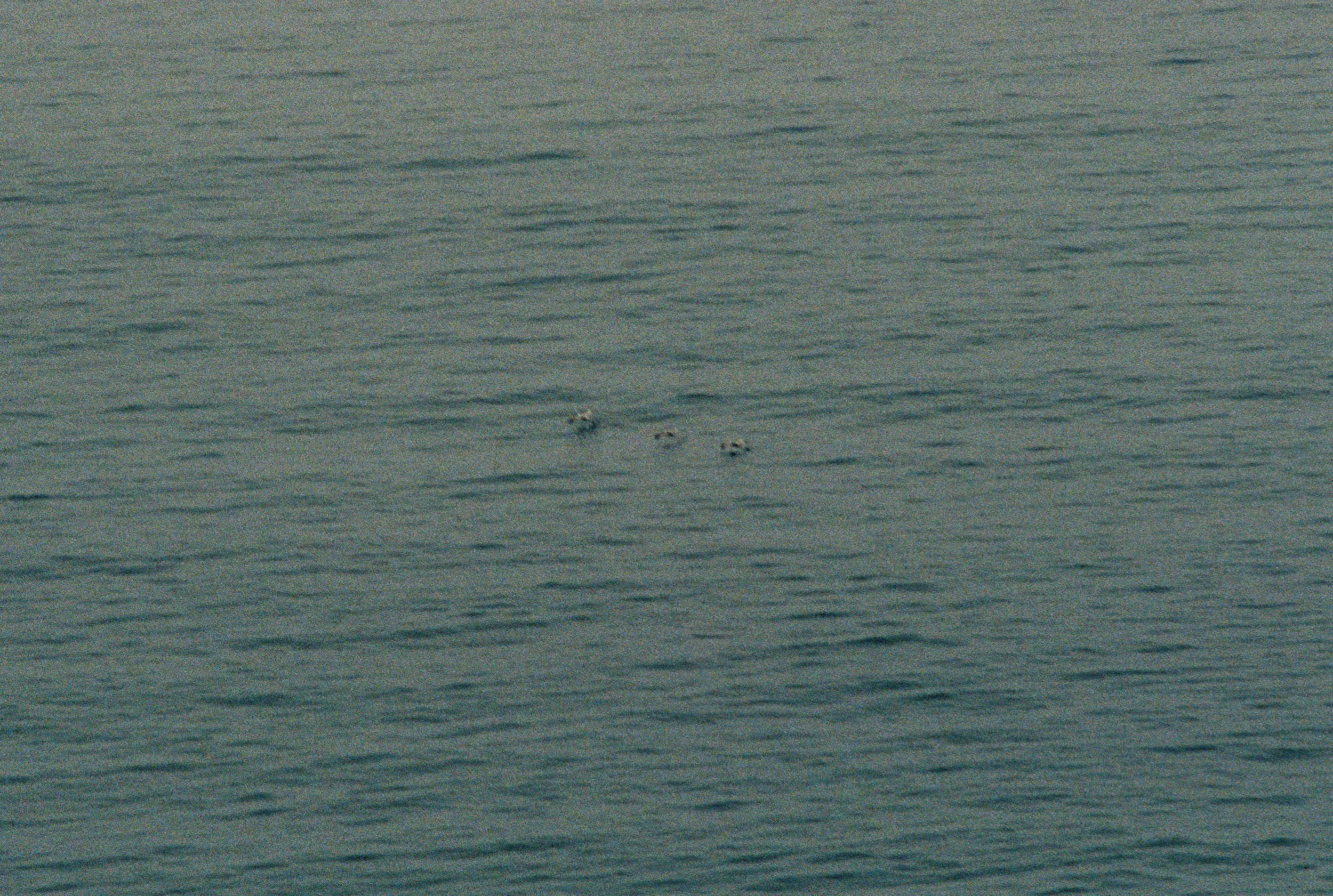 CA Film-3.jpg