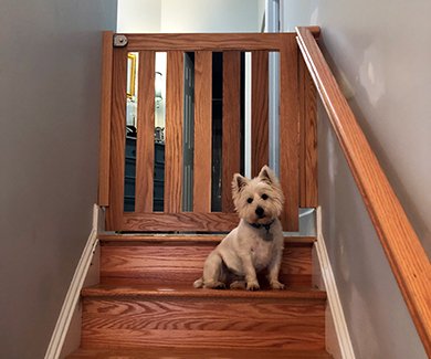 Dog by pet safety gate at top of stairs