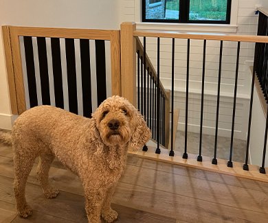 Dog standing by custom wood gate for stairs