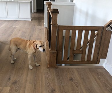 Dog standing by safety gate for stairs