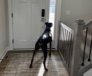 Dog standing by door with gray stained wood staircase gate