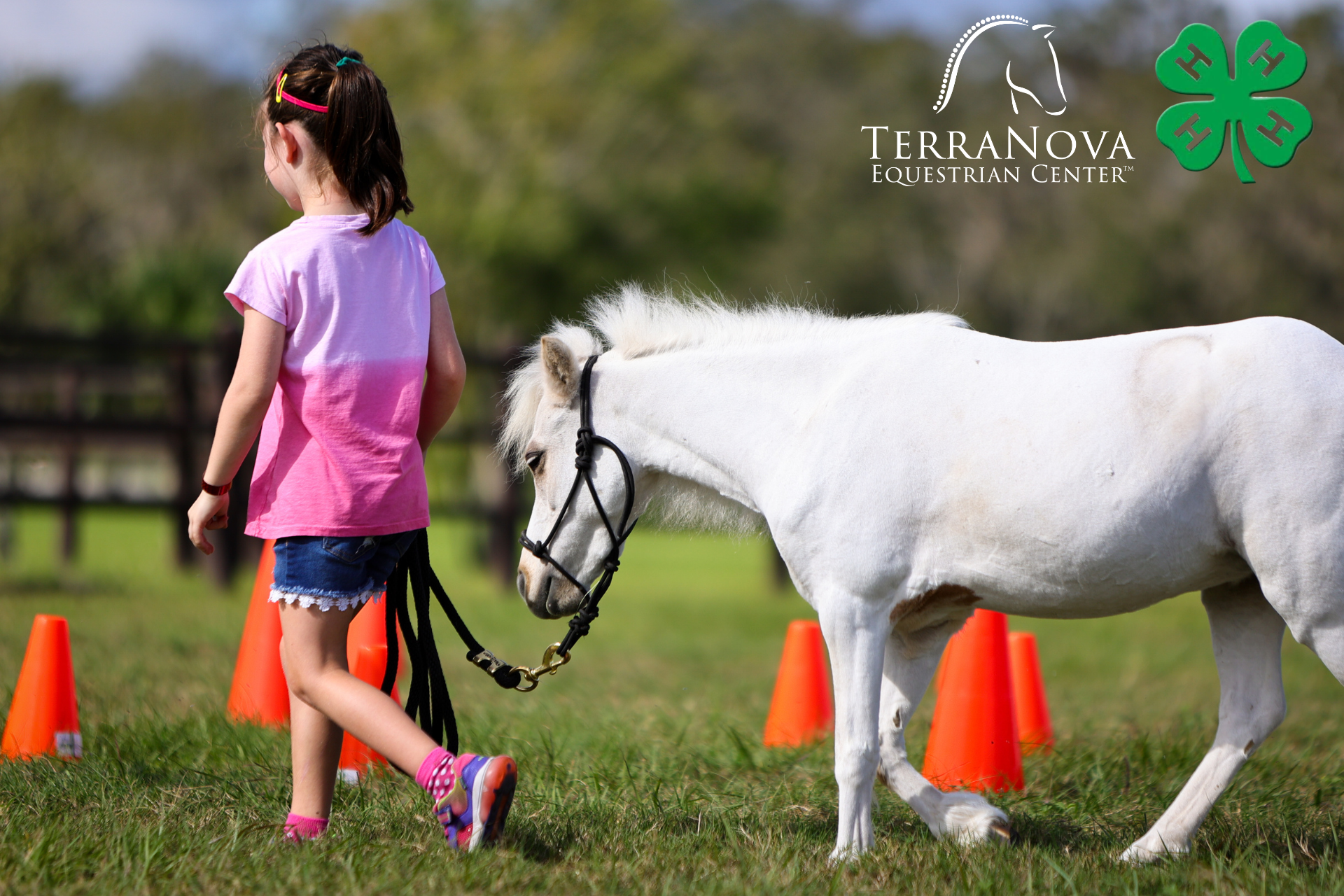 TerraNova Equestrian Center Establishes Miniature Horse-Focused 4-H Club in Manatee County&nbsp;&nbsp;