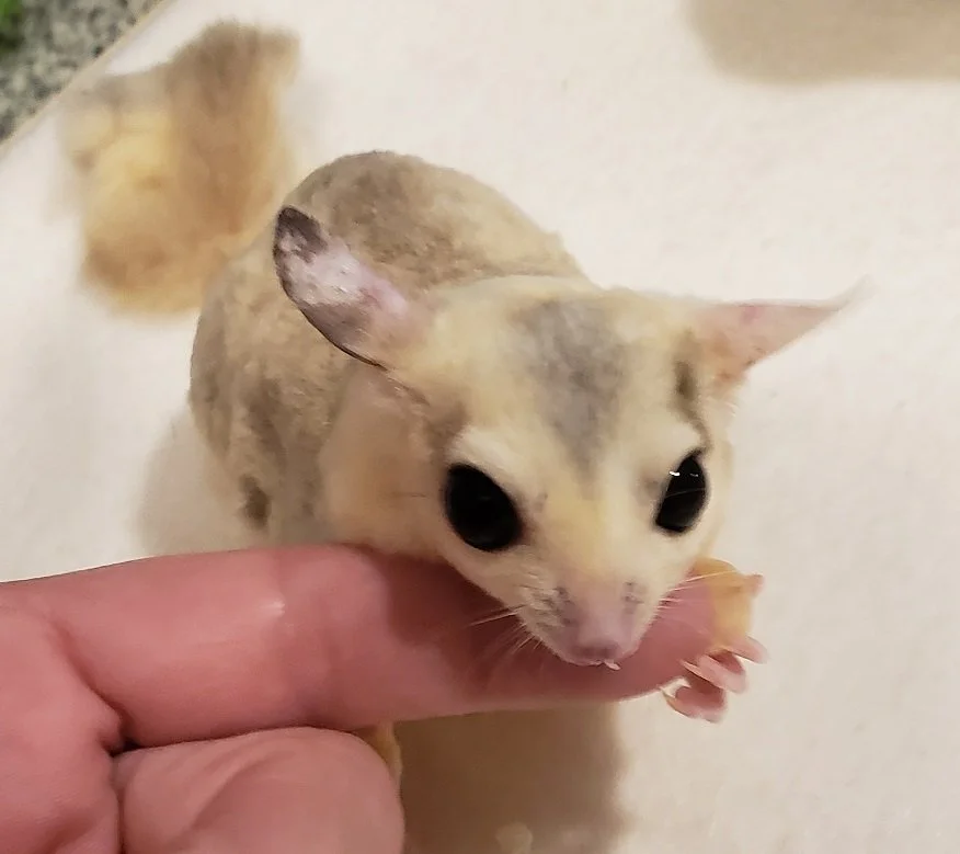 Highland Sugar Gliders