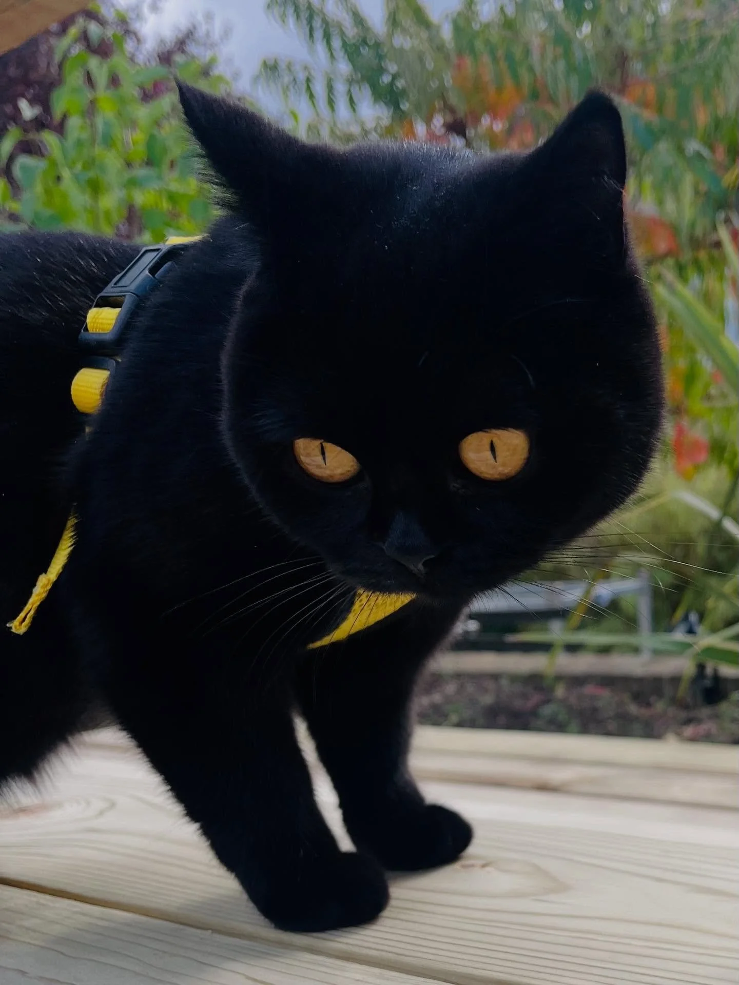 Meet our little helper for today in a heavily branded harness. This handsome chap has been inspecting our workmanship&hellip;.
#britishshorthairs #catsofinstgram #cats #modegardenrooms #gardenroom
