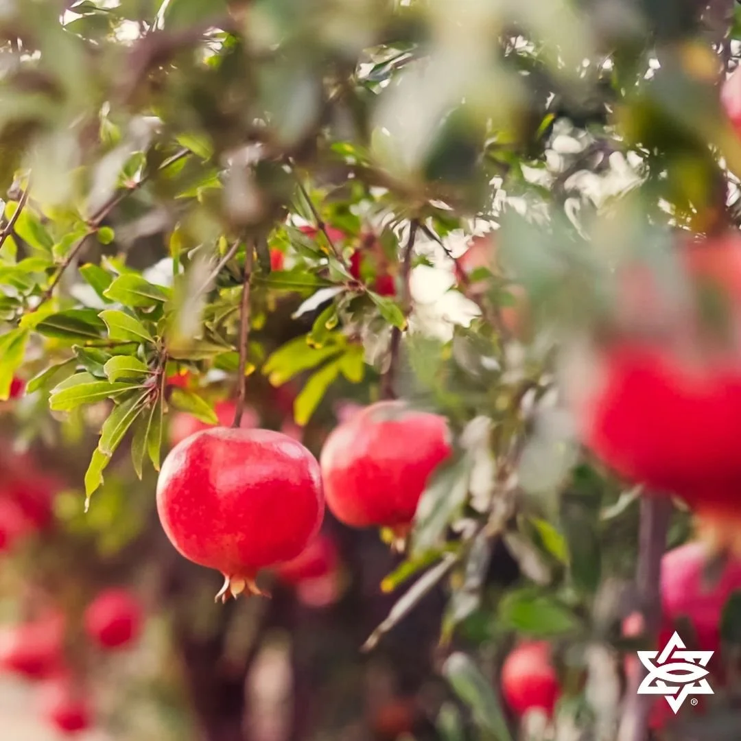 Telling Truth with Trees