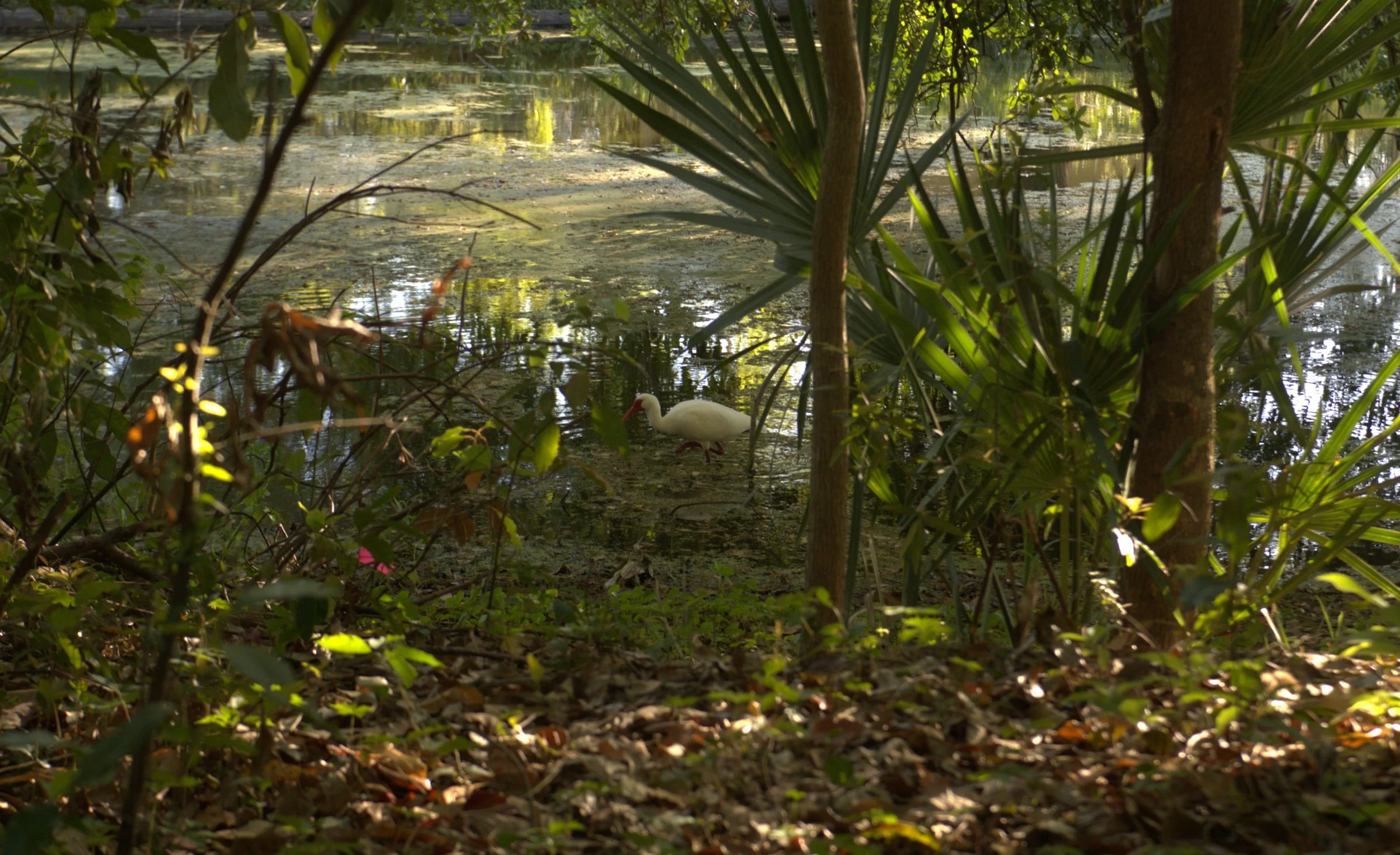 Plants & Animals