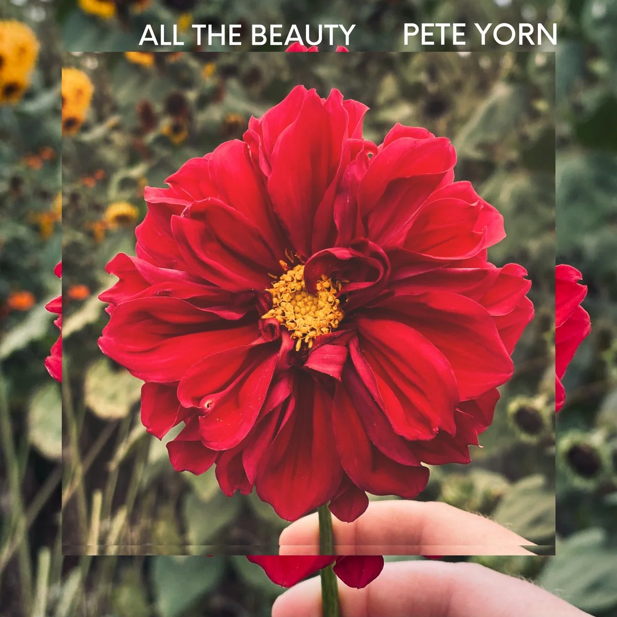 Pete Yorn "All The Beauty"