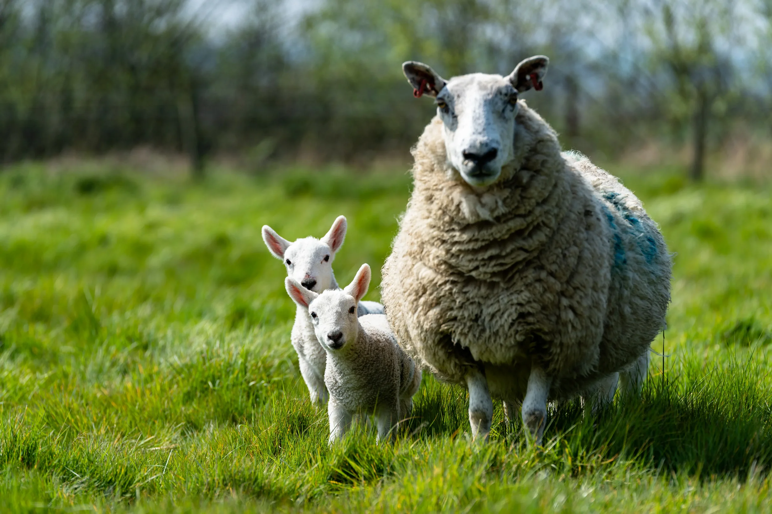 Professional resources for sheep farmers and producers.