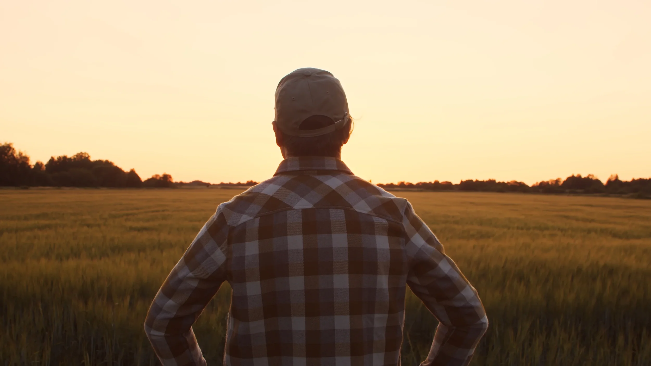 Support for New York sheep farmers and producers.