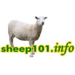 Sheep 101 logo.